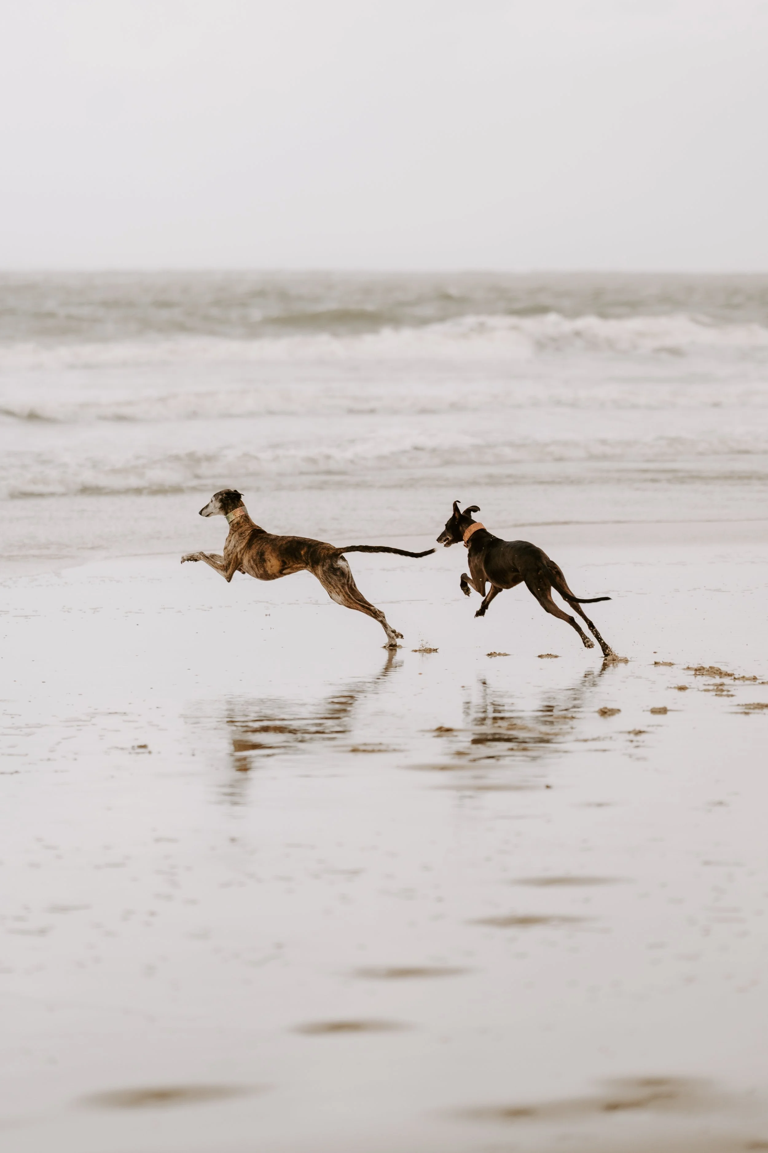 Hundefotografie Holland (8 von 10).jpg