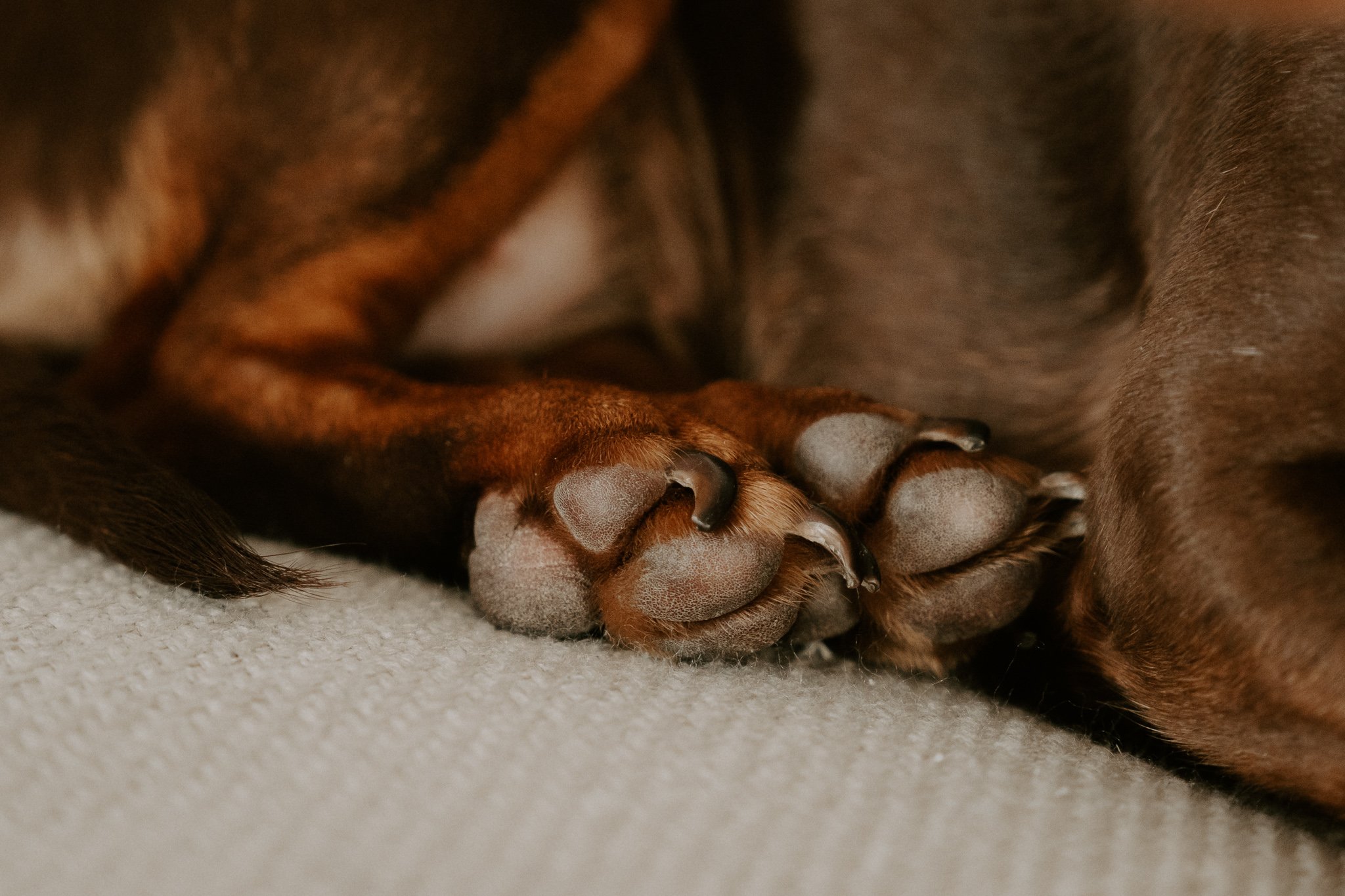 Babybauchshooting mit Hund Köln(34 von 65).jpg