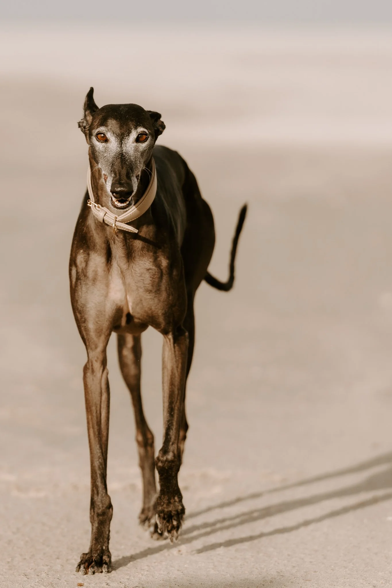 Hundefotografie Holland, Galgo, Windhund(6 von 35).jpg