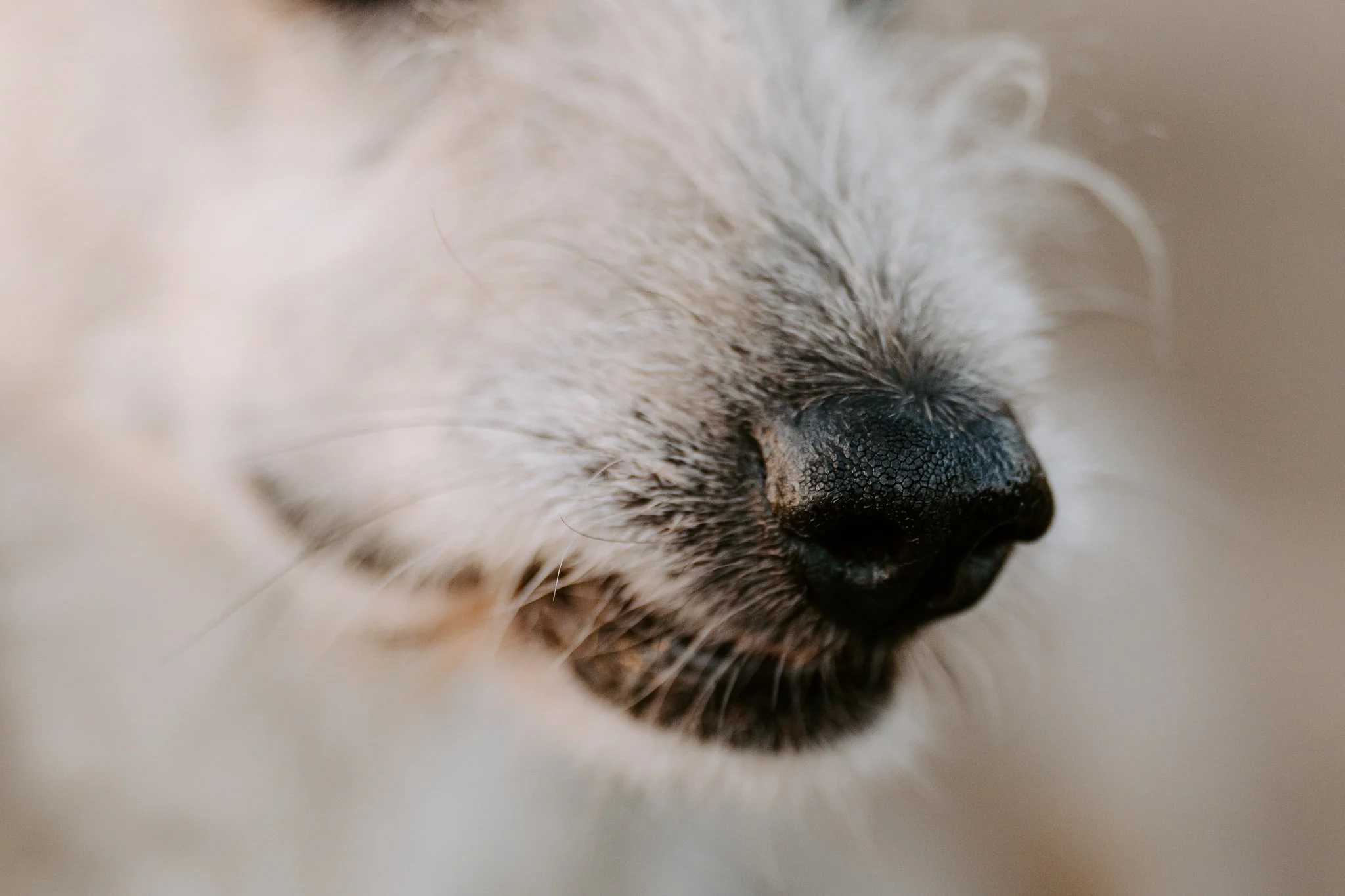 Hundefotografie Köln - Seniorhunde (27 von 35).jpg