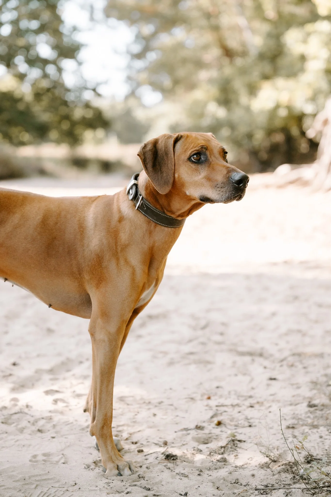 Hundefotografie Köln(2 von 34).jpg
