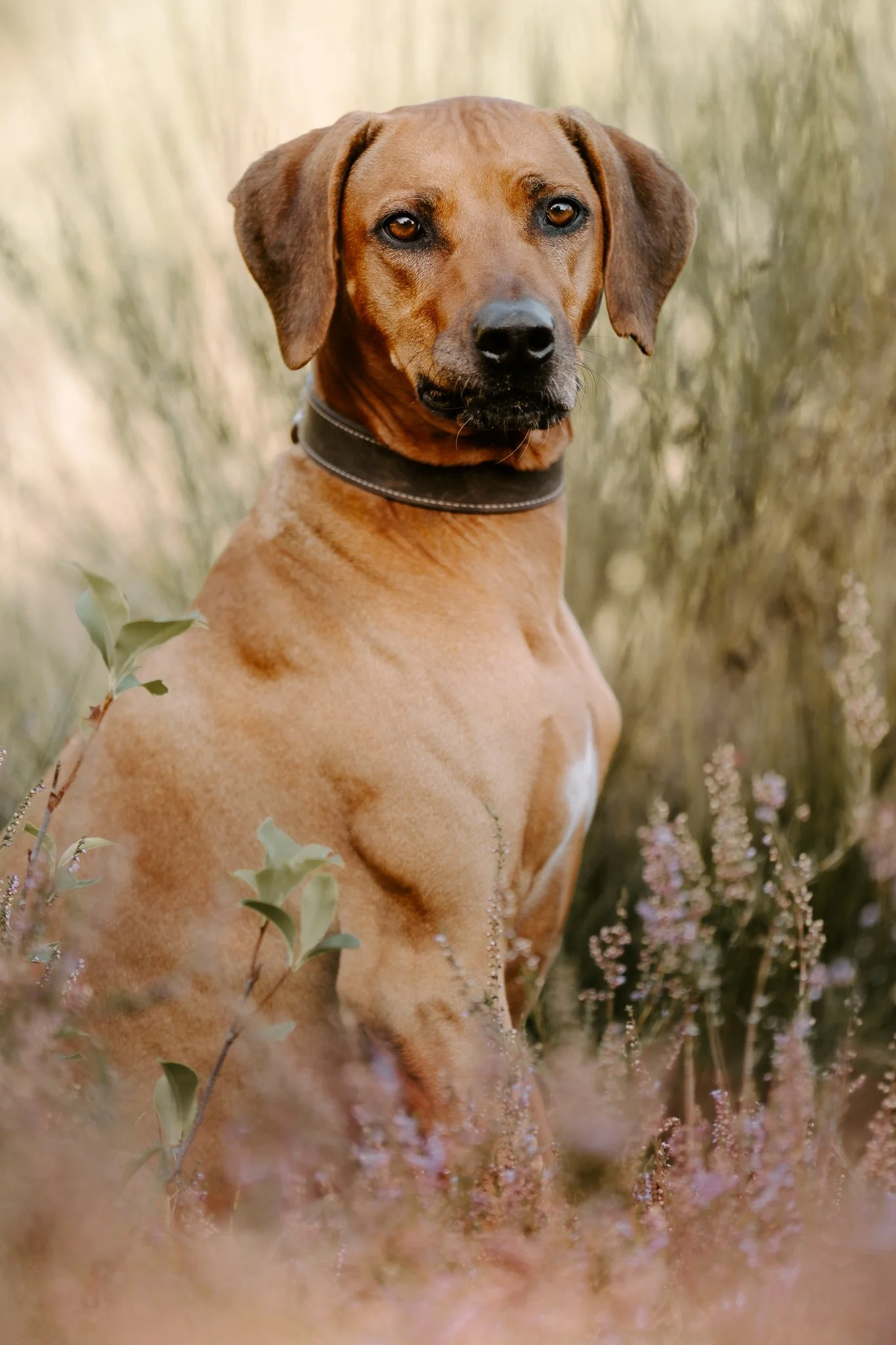 Hundefotografie Köln(9 von 34).jpg