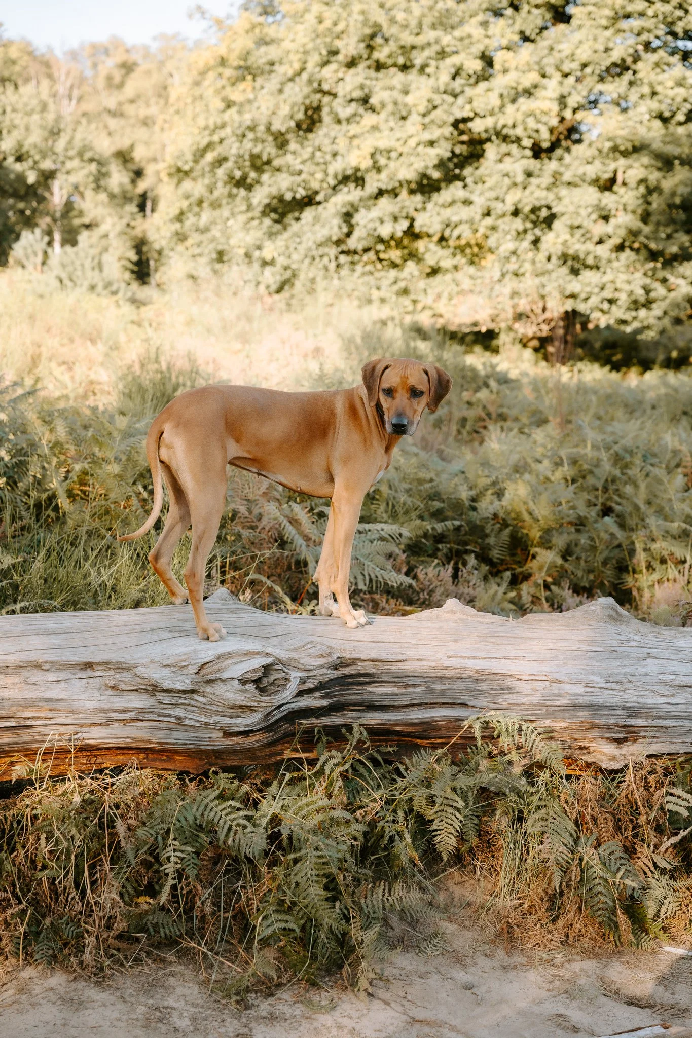 Hundefotografie Köln(12 von 34).jpg