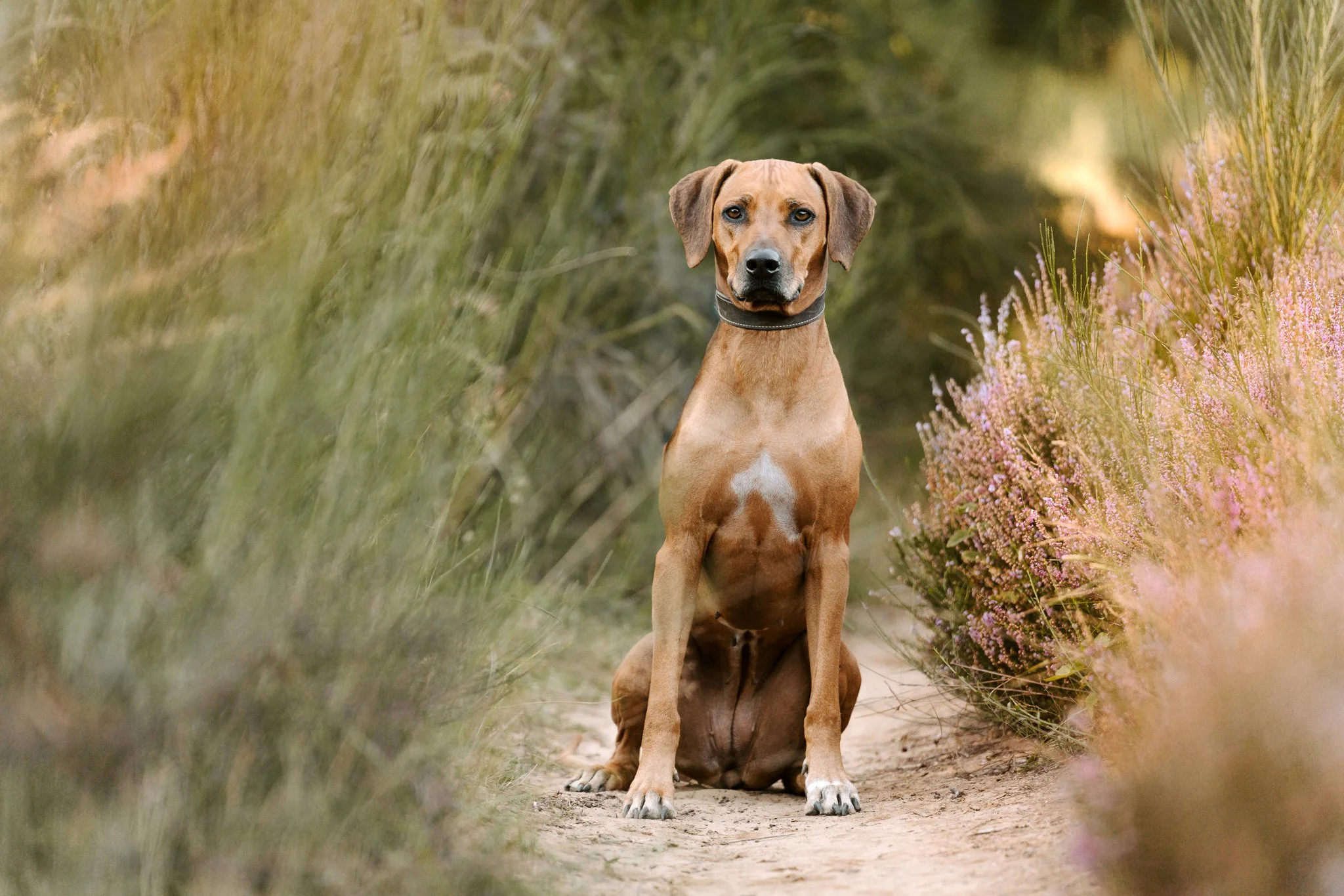 Hundefotografie Köln(17 von 34).jpg