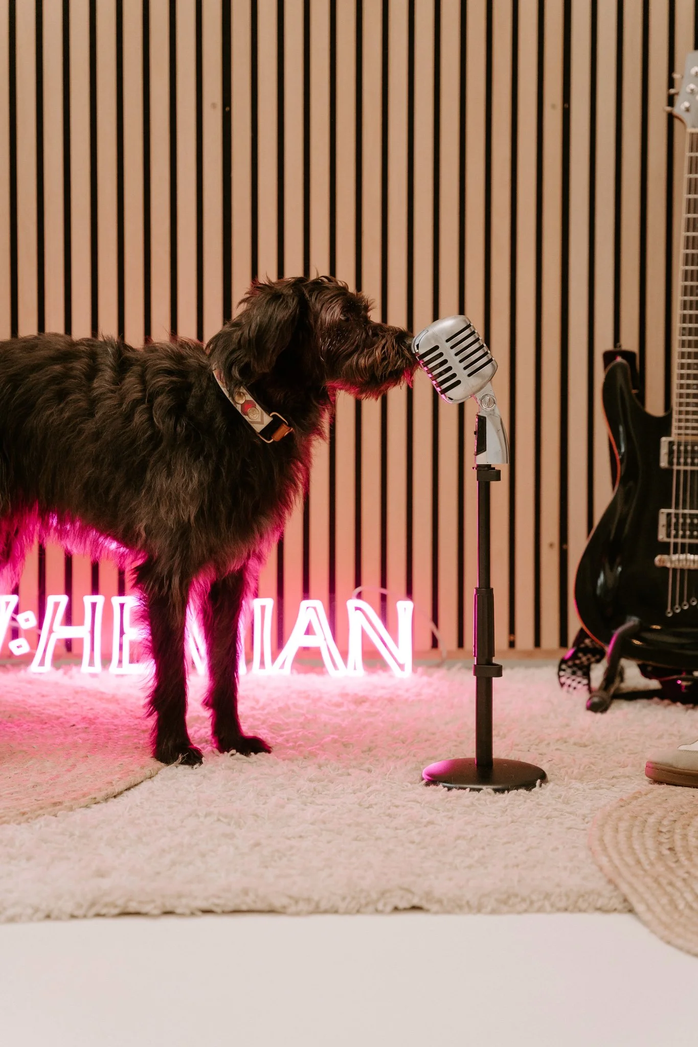 Business-Shooting | Hundestartup Köln