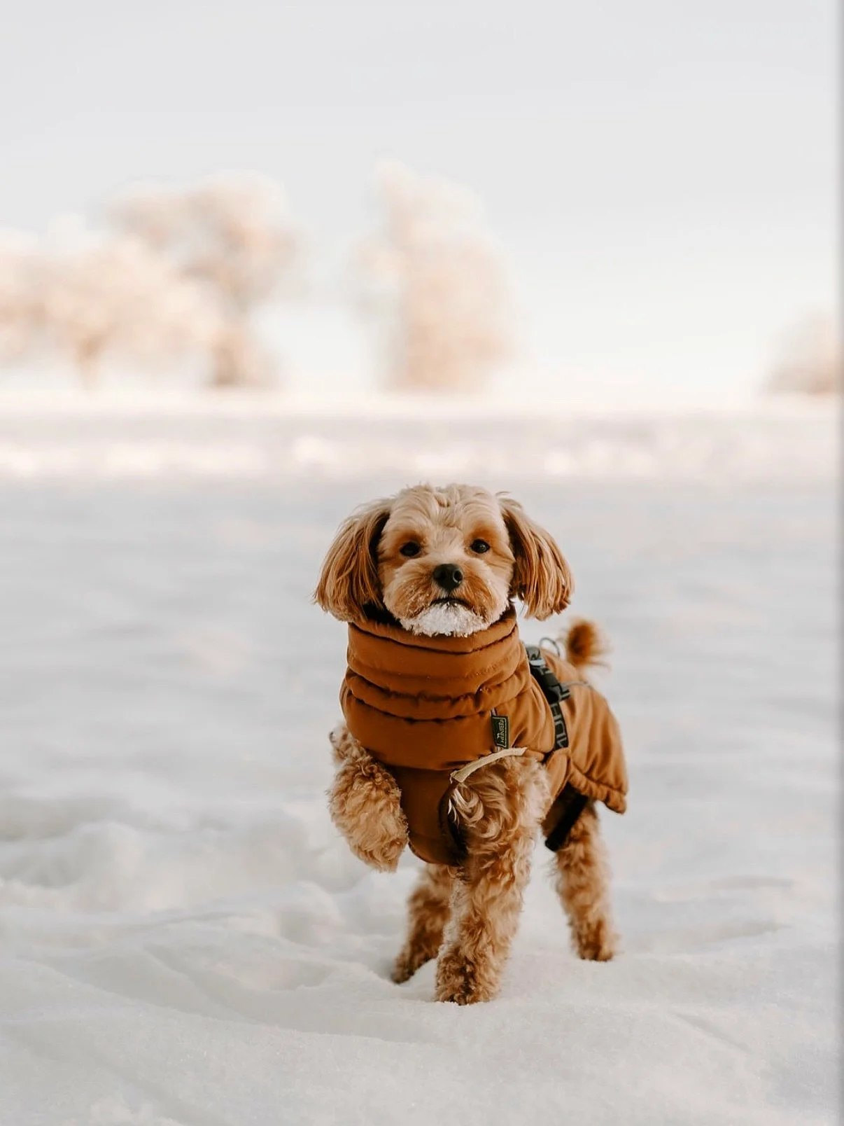 Daaa ist es! Ein weiteres Schneeshooting. 😍 Die Finger-abfriererei hat sich sowas von gelohnt! 😁
.
.
.
#hundefotografiek&ouml;ln#hundefotosimschnee#schnee