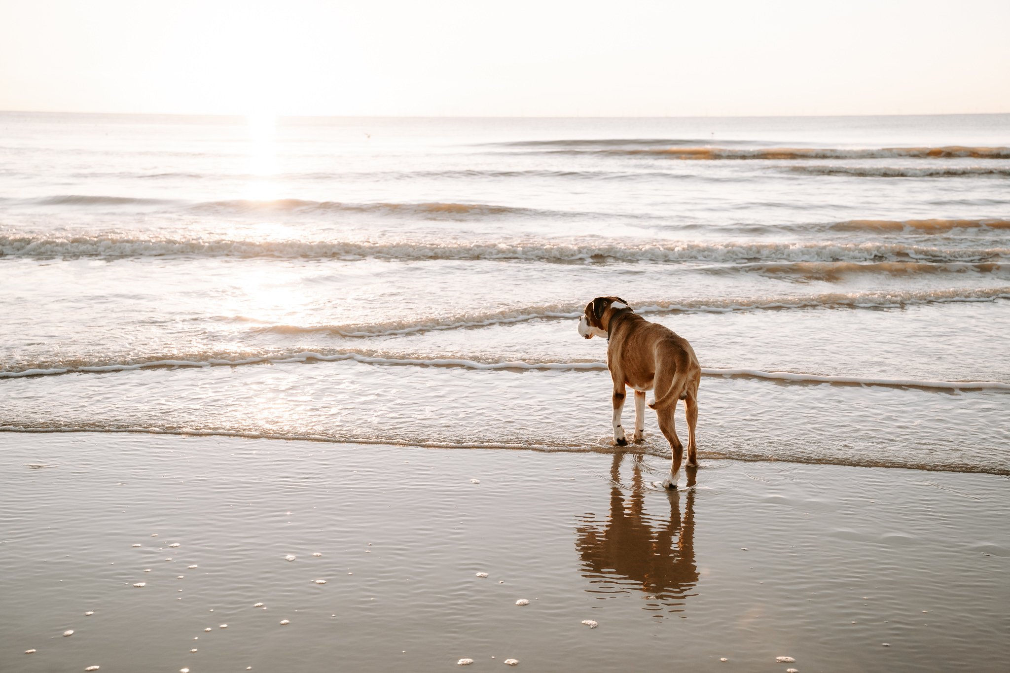 Hundeshooting in Zeeland am Meer