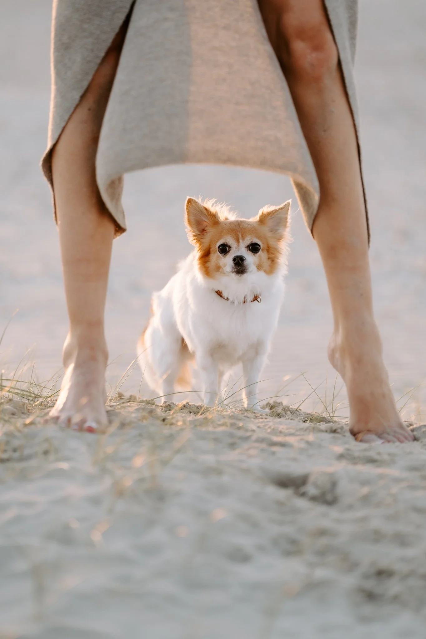 Hundefotografie Holland (9 von 17).jpg
