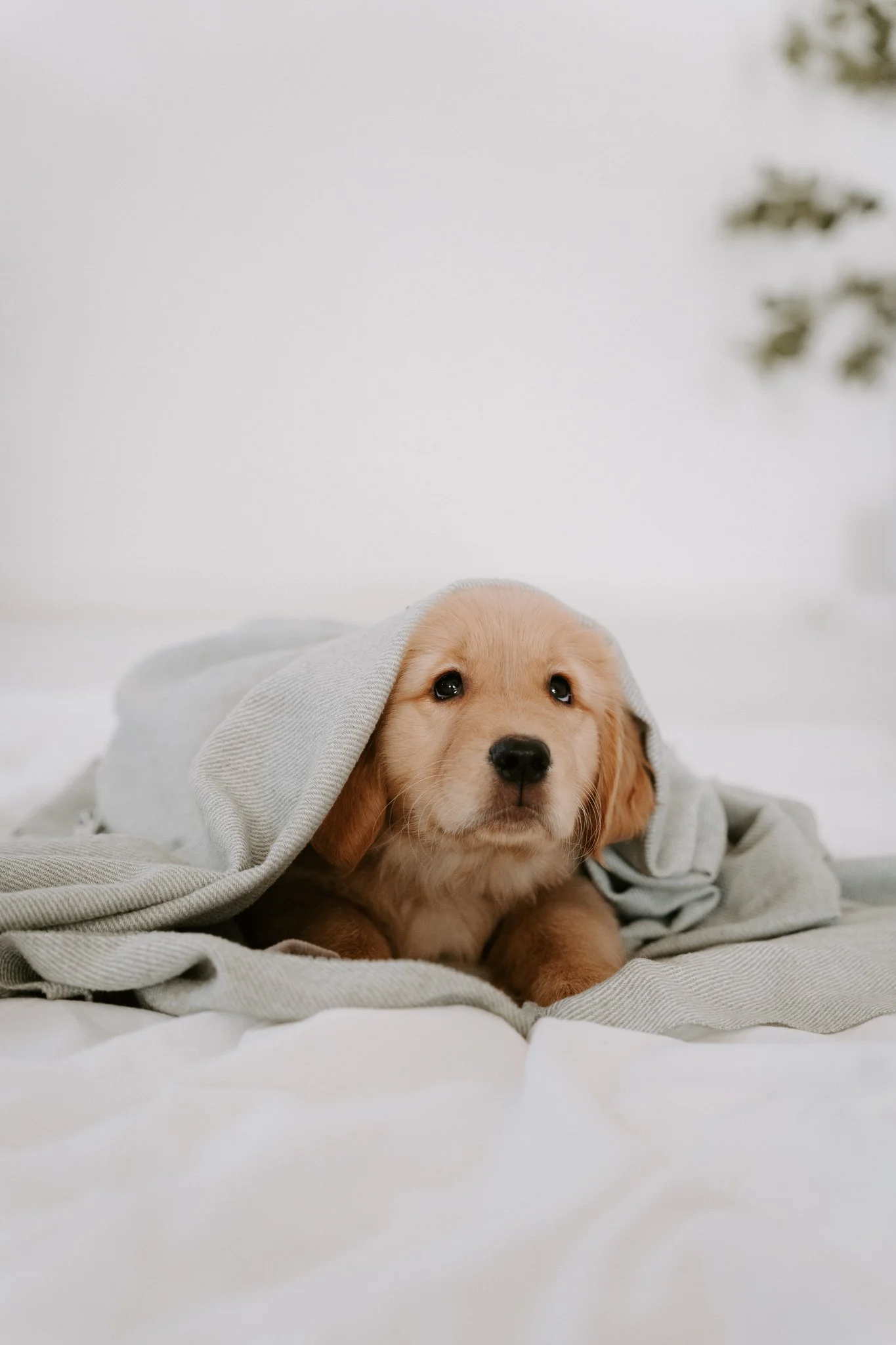 Welpenshooting Köln (22 von 40).jpg