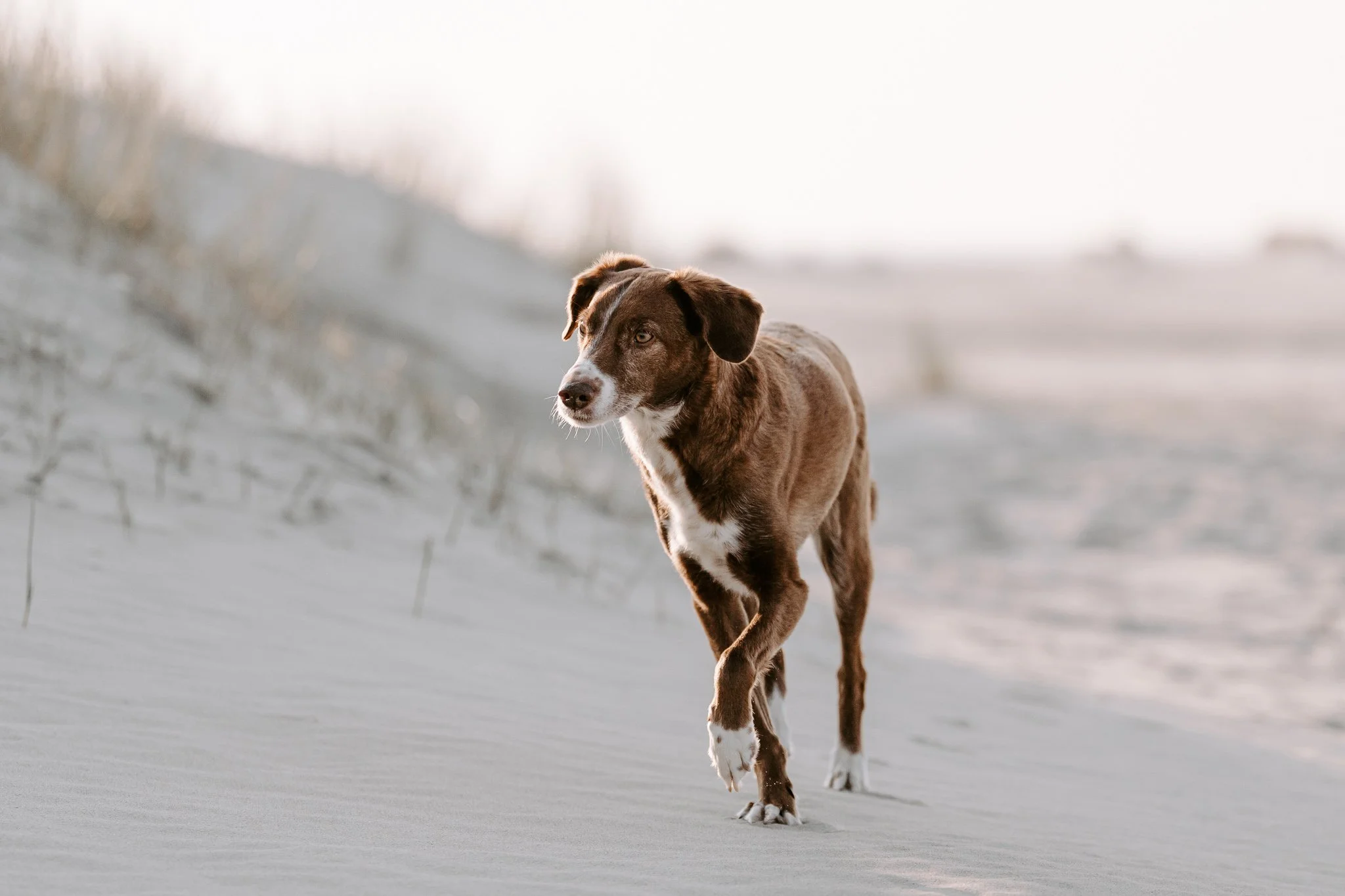 Hundefotografie Holland (2 von 12).jpg