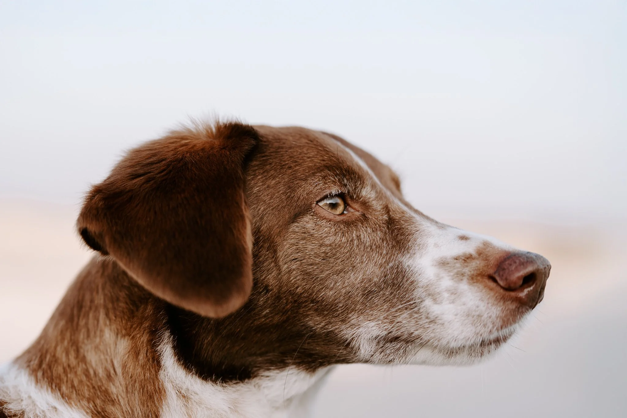 Nahaufnahme eines Hundes mit braun-weißer Fellfarbe, der nach rechts schaut, vor hellem Hintergrund.