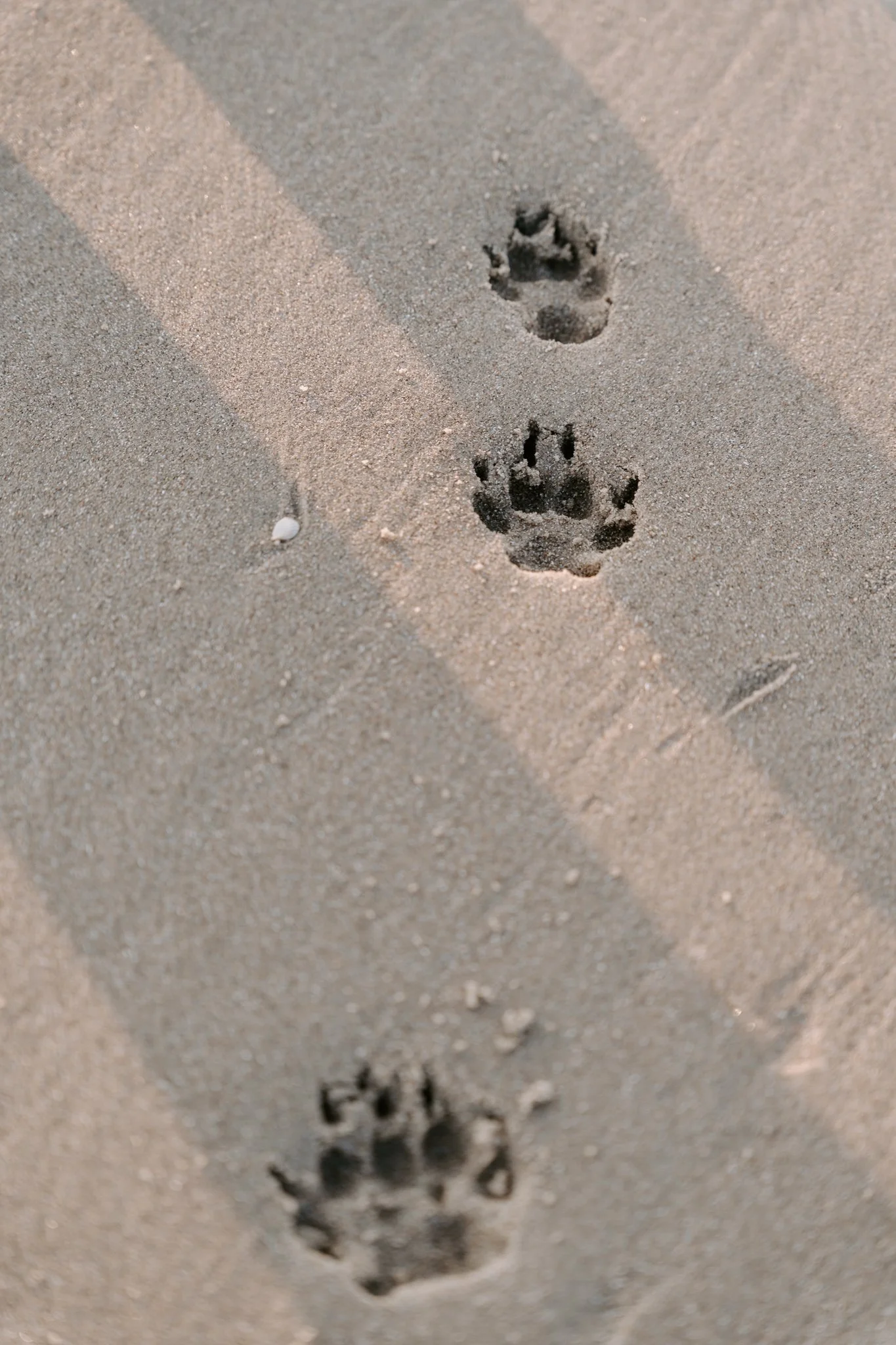 Hundefotografie Holland (6 von 12).jpg
