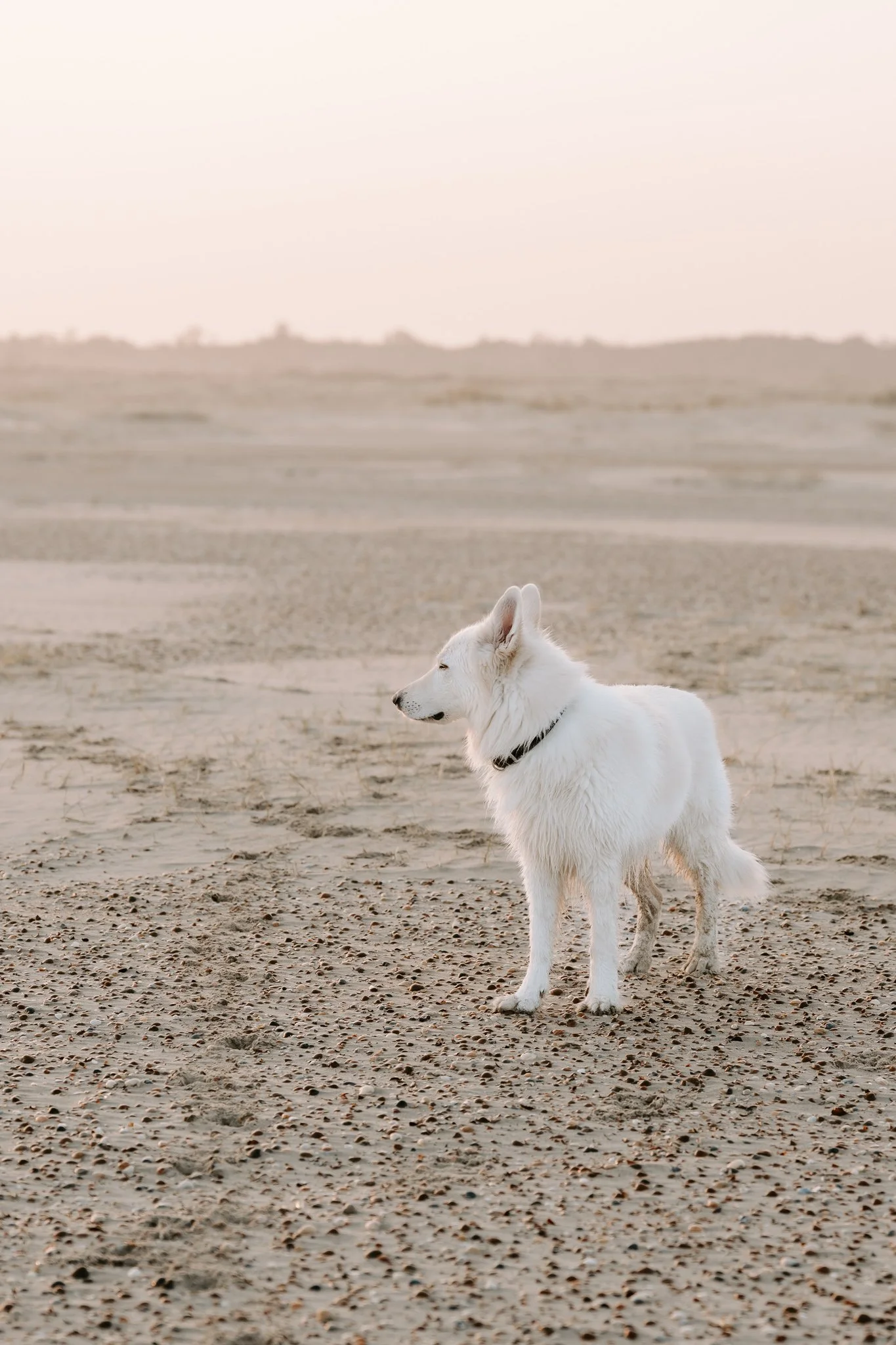 Hundefotografie Holland (1 von 12).jpg