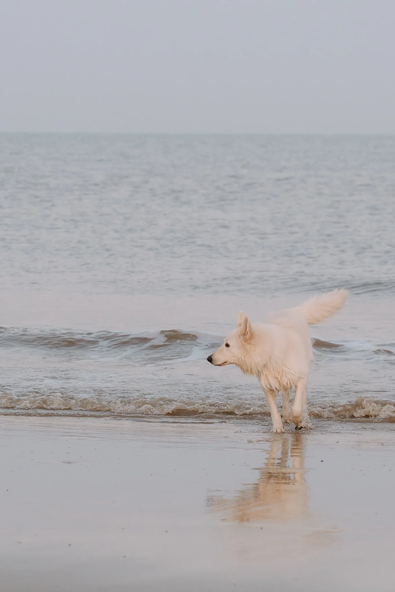 Hundefotografie Holland (2 von 5).jpg