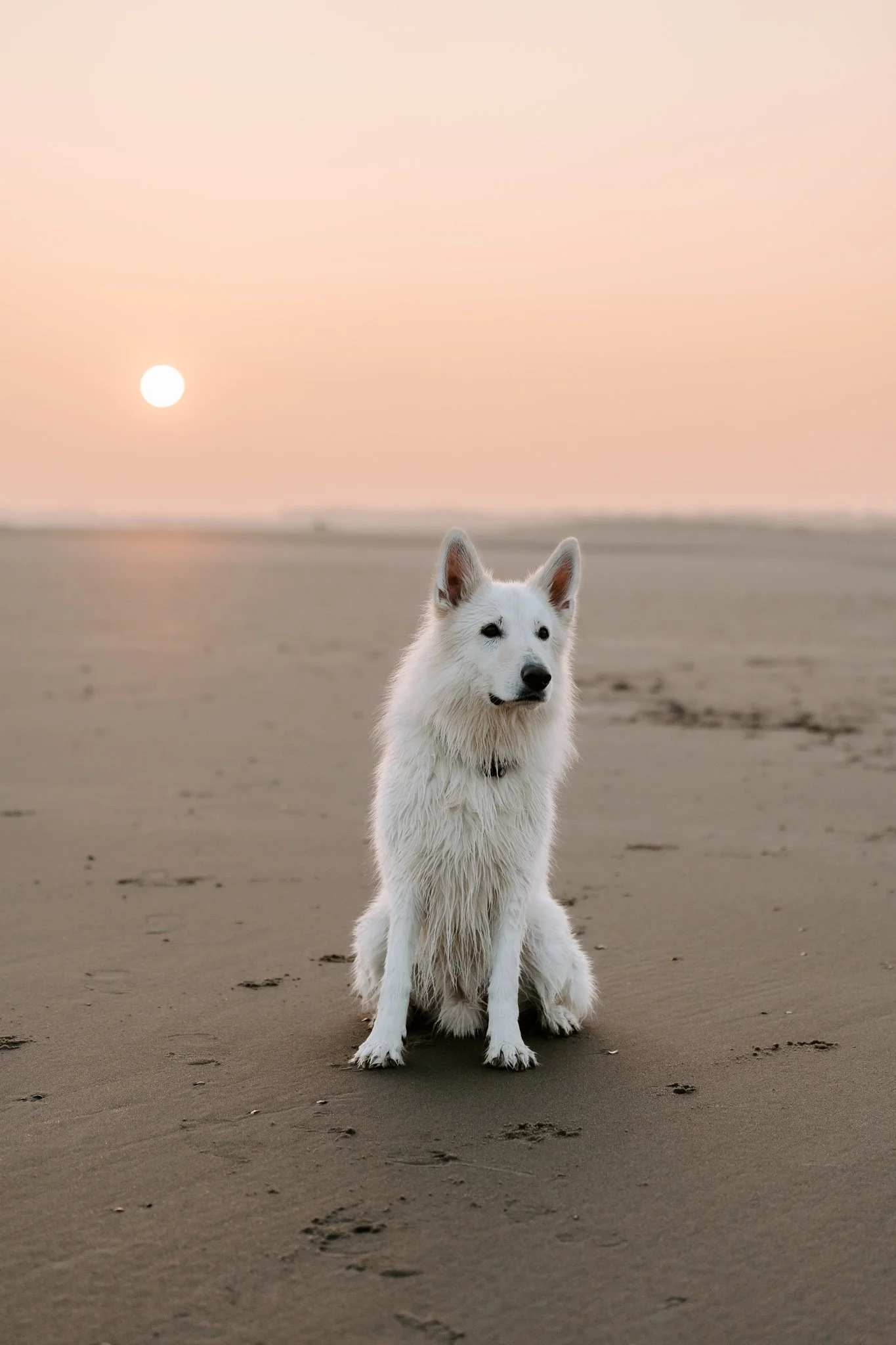 Hundefotografie Holland (3 von 5).jpg