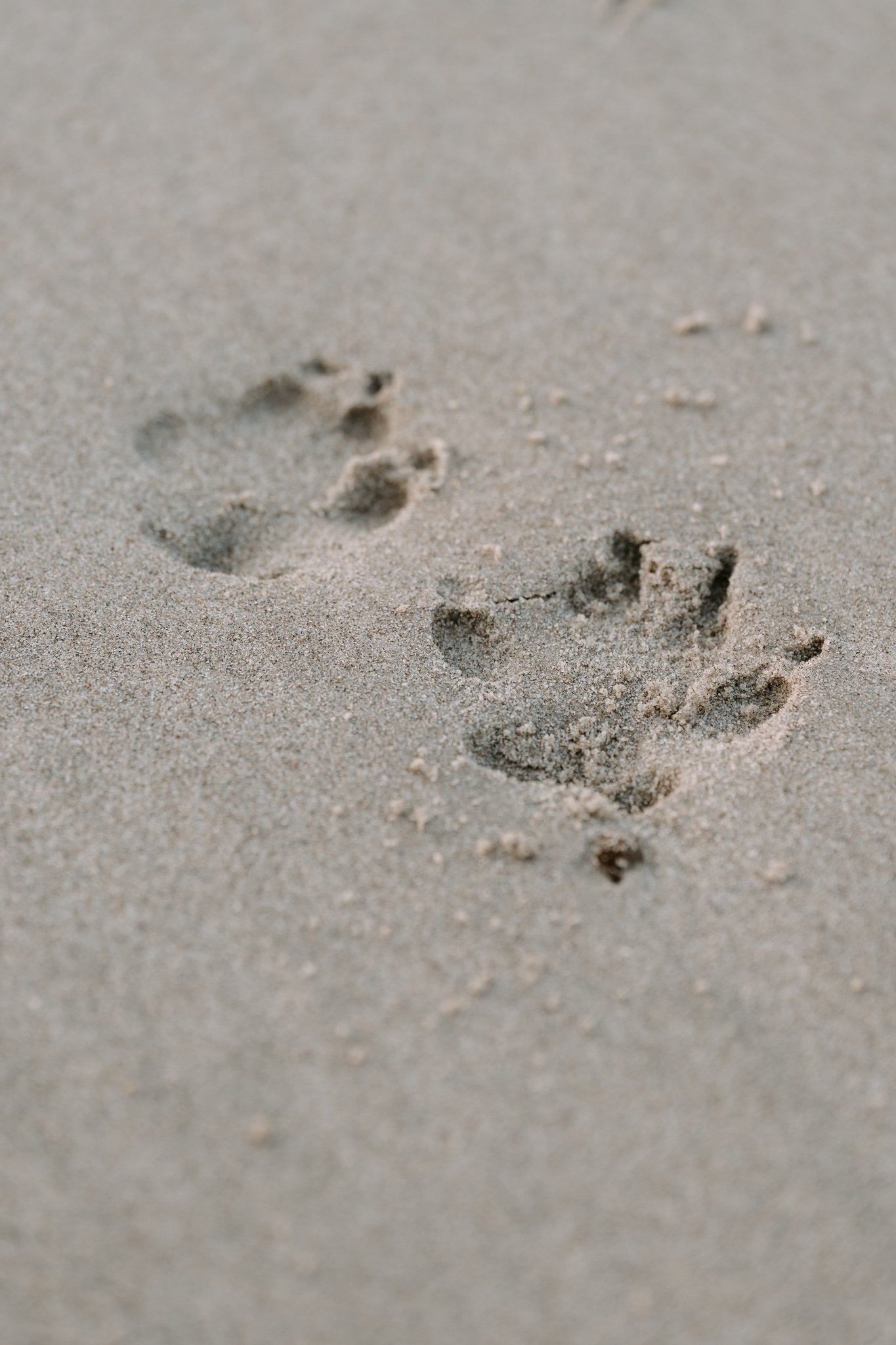 Hundefotografie Holland (5 von 5).jpg