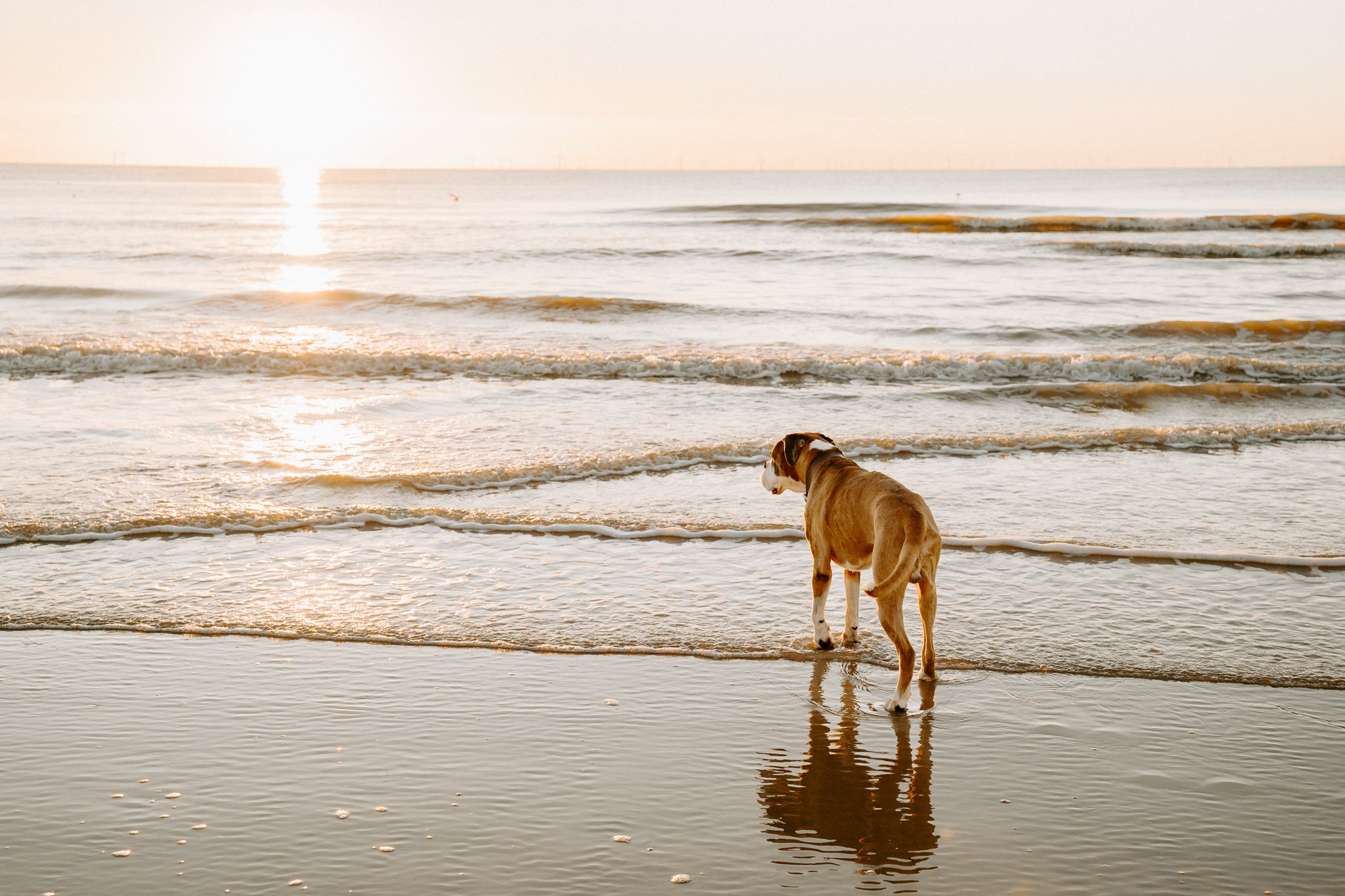 Hundefotos am Strand in Holland (1 von 1)-2.jpg