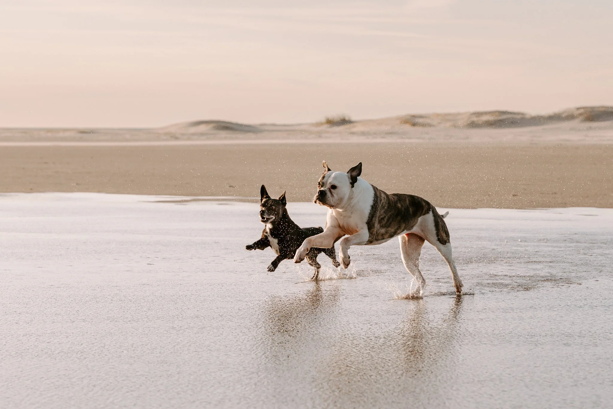 Zwei Hunde rennen am Strand durch das Wasser bei Sonnenuntergang.