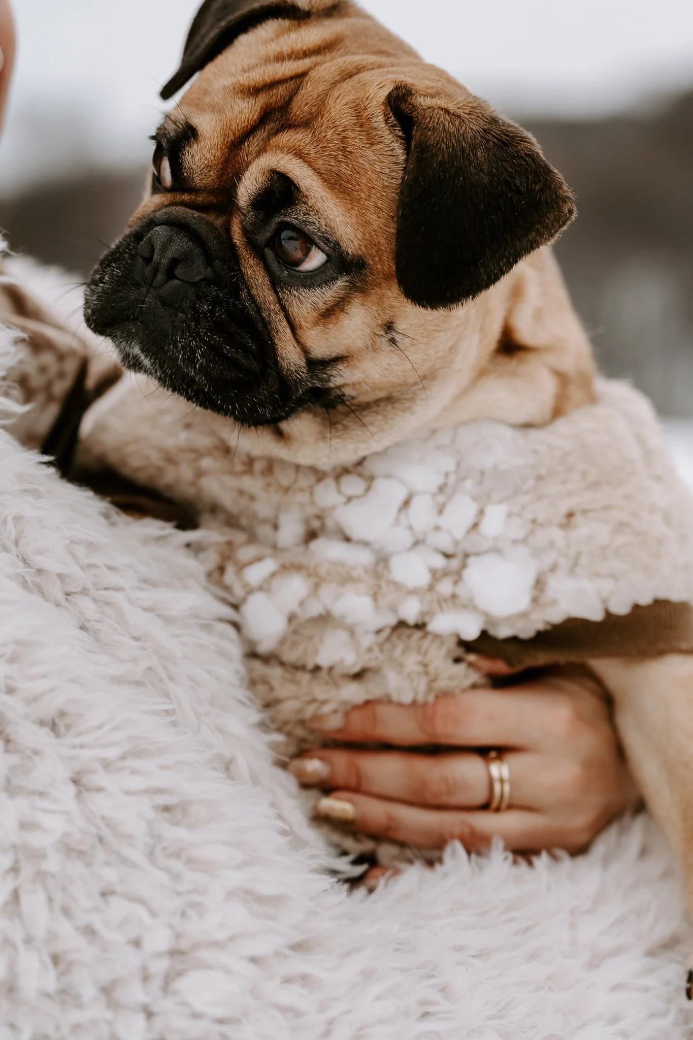 Hundefotos im Schnee Köln (76 von 92).jpg