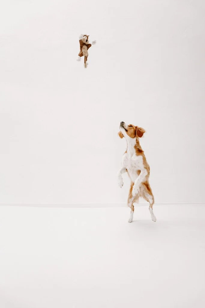 Christiane Münchhausen - Hundefotografin Köln (1 von 8).jpg