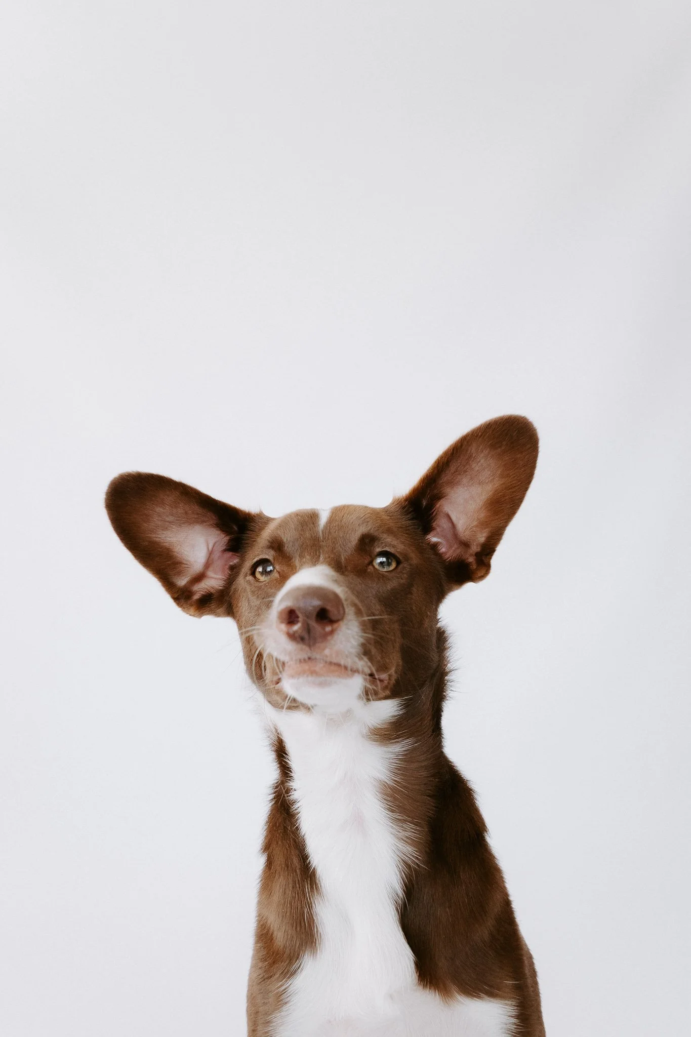 Hundefotografie indoor Köln (4 von 10).jpg