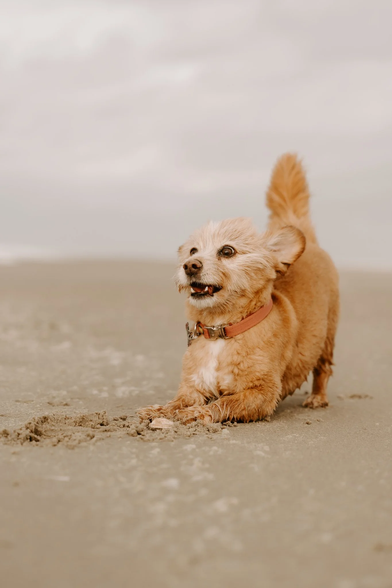Hundefotos Holland (82 von 155).jpg