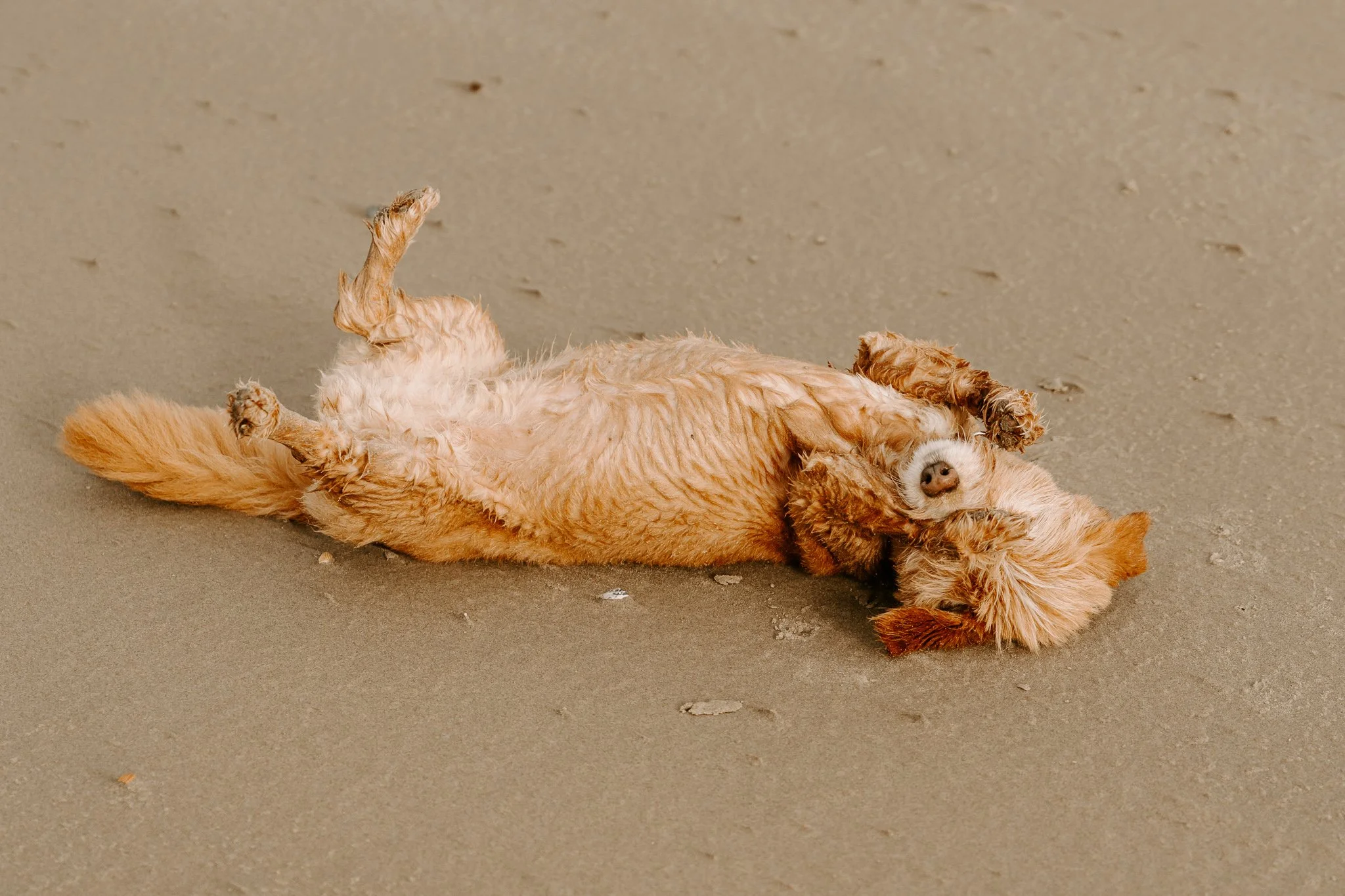 Hundefotos Holland (90 von 155).jpg