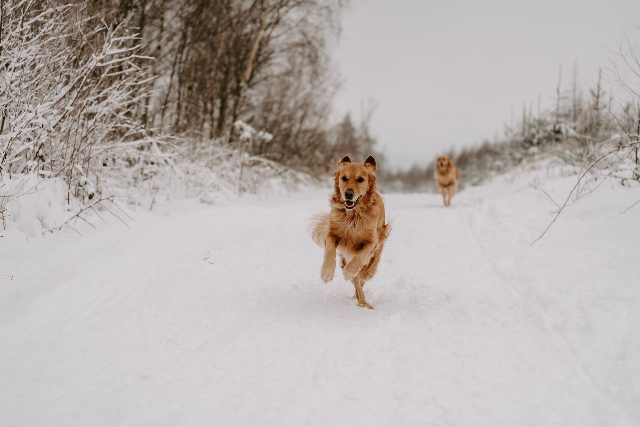 Hundefotografie Köln (6 von 77).jpg