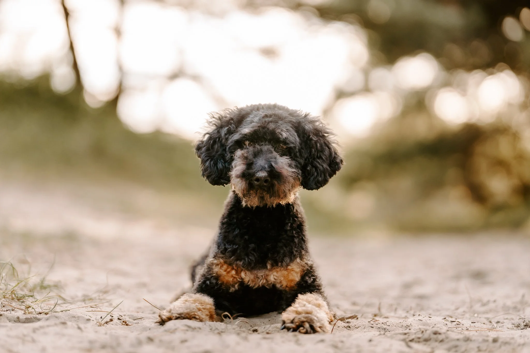 Hundefotografie Holland 5 von 22).jpg