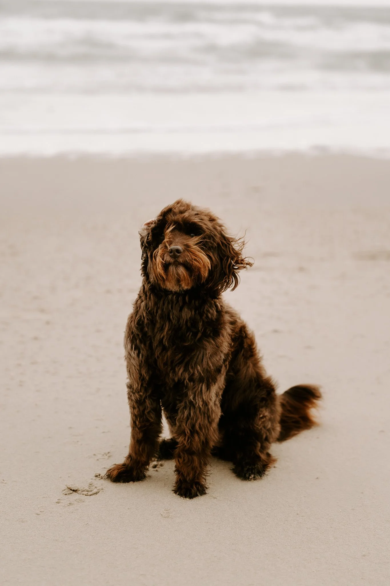 Hundefotos Holland am Strand(8 von 39).jpg
