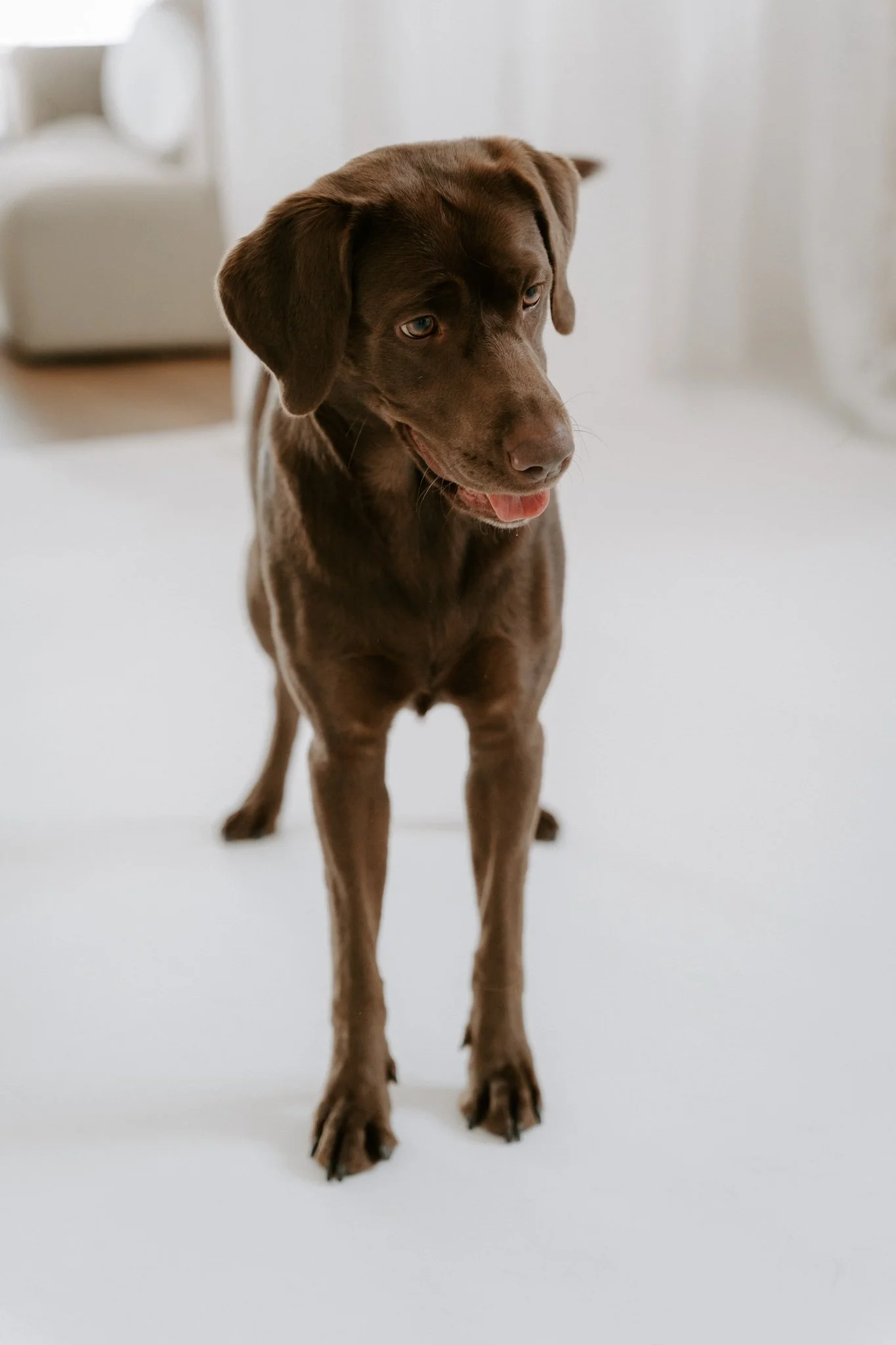 Familienshootoing mit Hund Köln - Bohoandclassy Fotografie(6 von 28).jpg