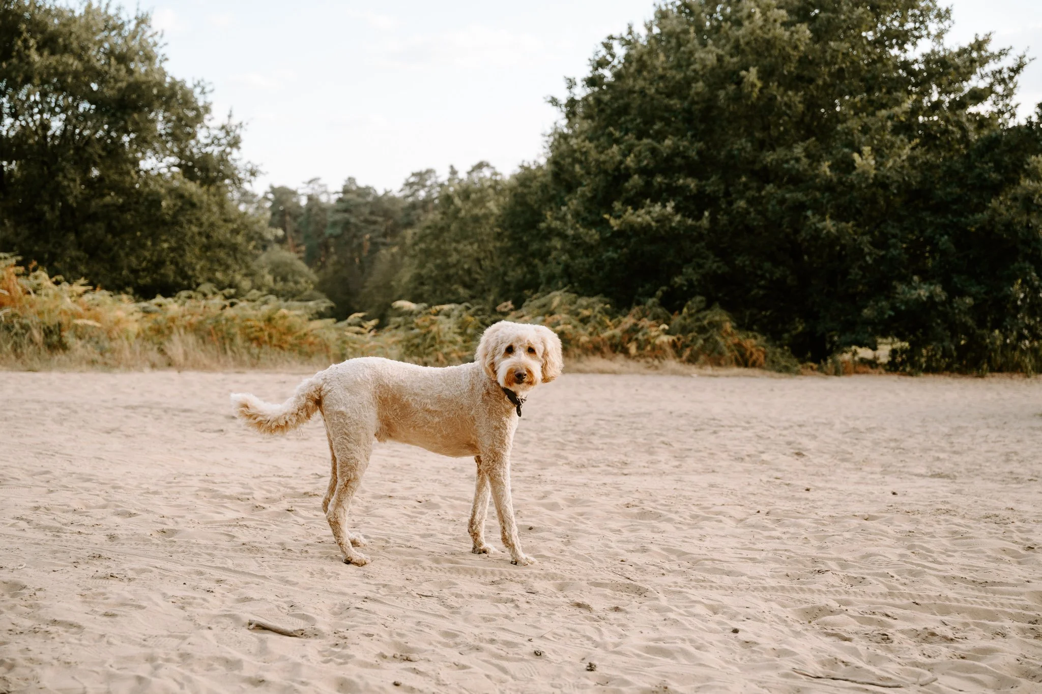 Hundeshooting in der Natur Köln (10 von 48).jpg
