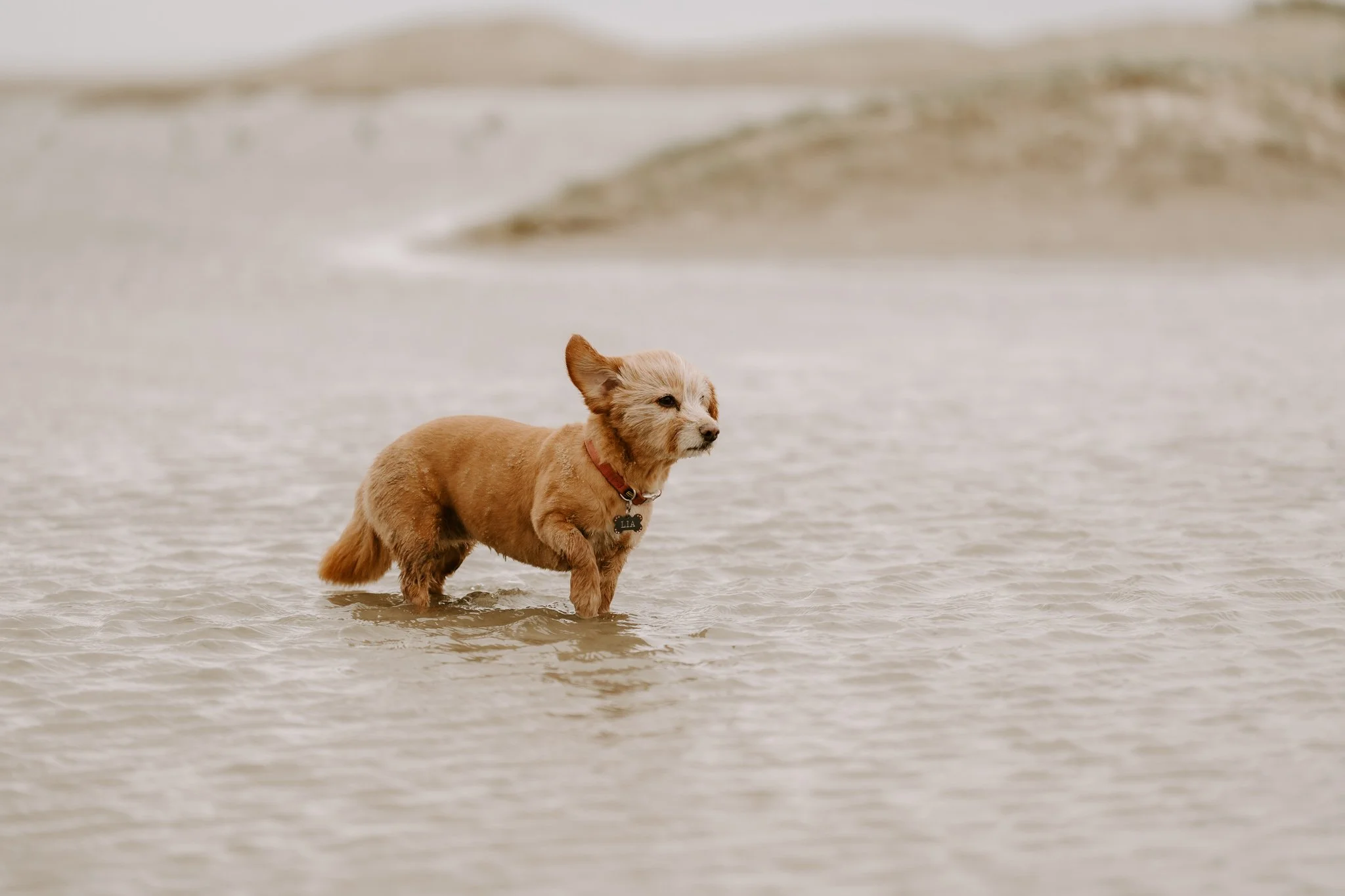 Hundefotos Holland (150 von 155).jpg