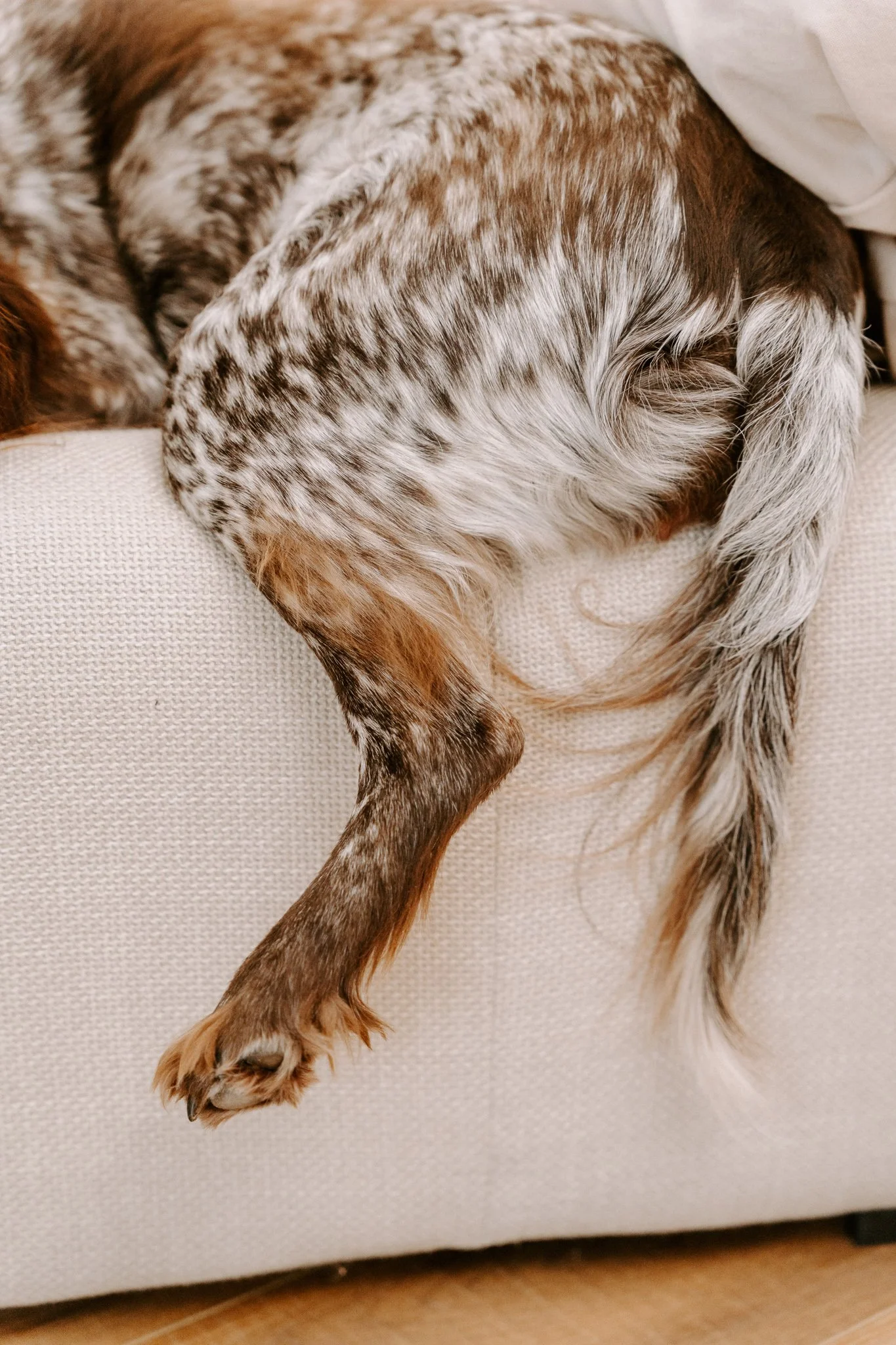 Familienshooting mit Hund Köln (41 von 41).jpg