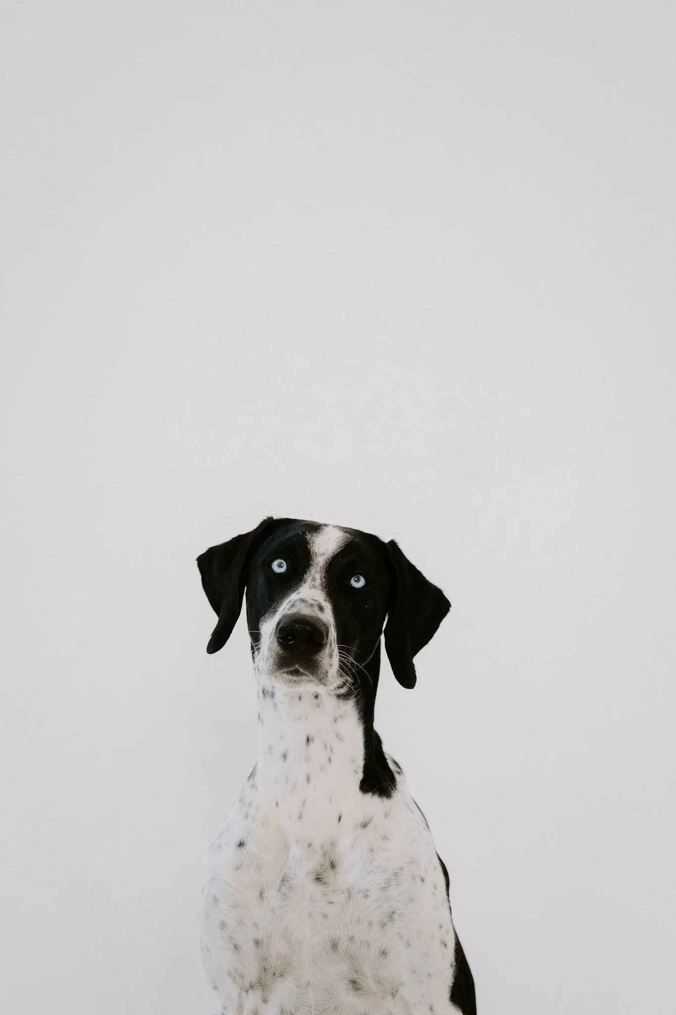 Ein Hund mit schwarzen Flecken und weißen Fell, blaue Augen, sitzt vor einem weißen Hintergrund.