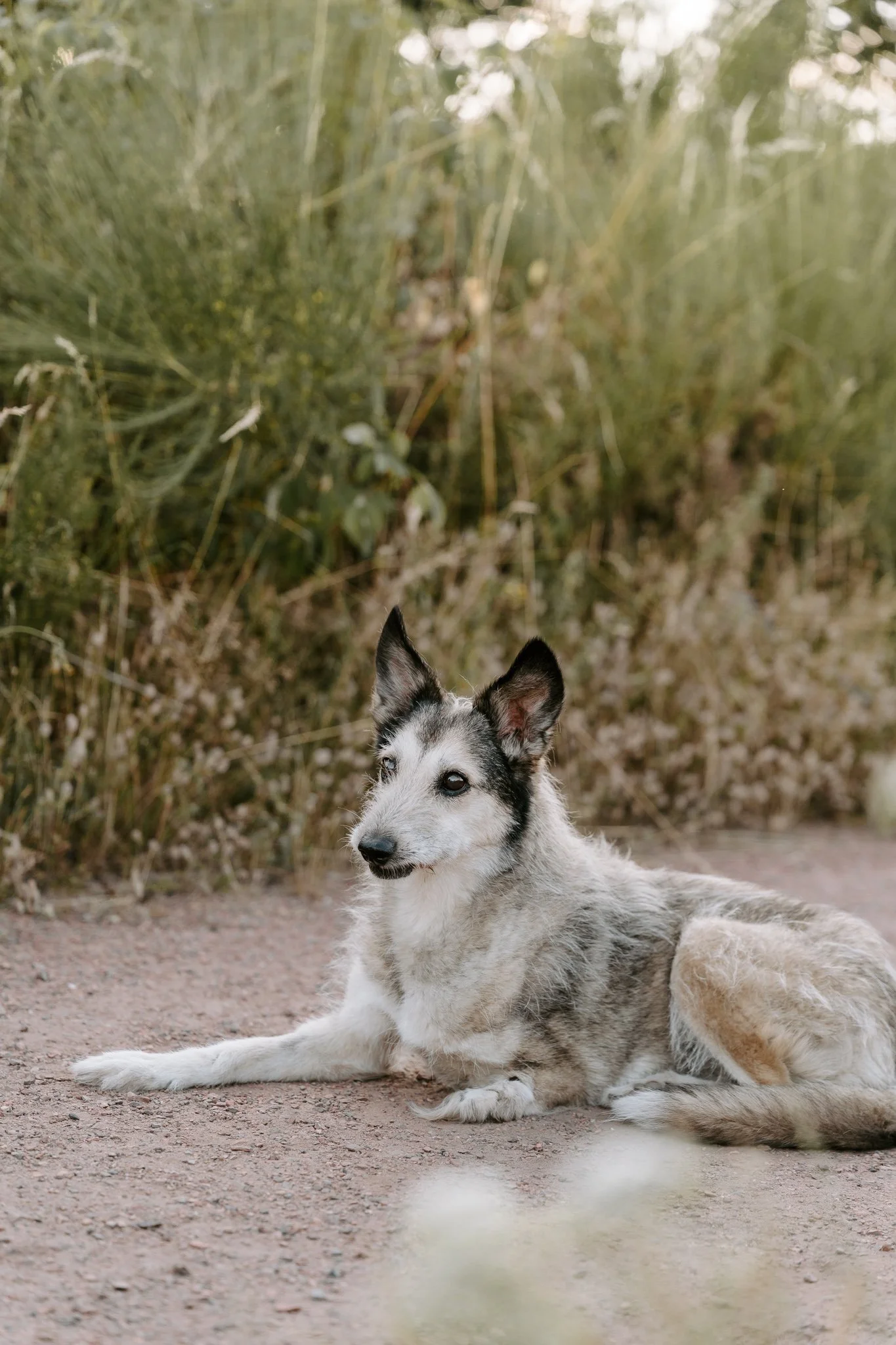 Hundefotografie Köln - Seniorhunde (5 von 35).jpg