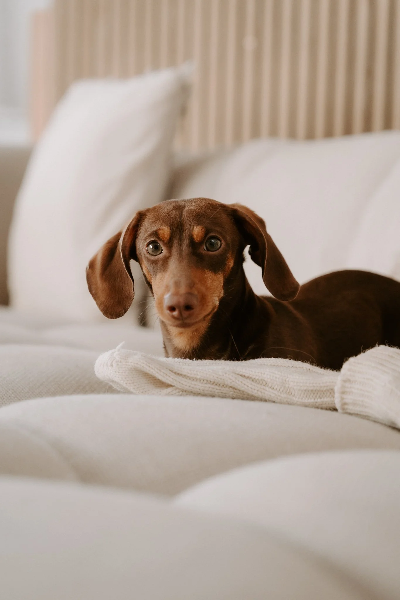 Babybauchshooting mit Hund Köln(56 von 65).jpg