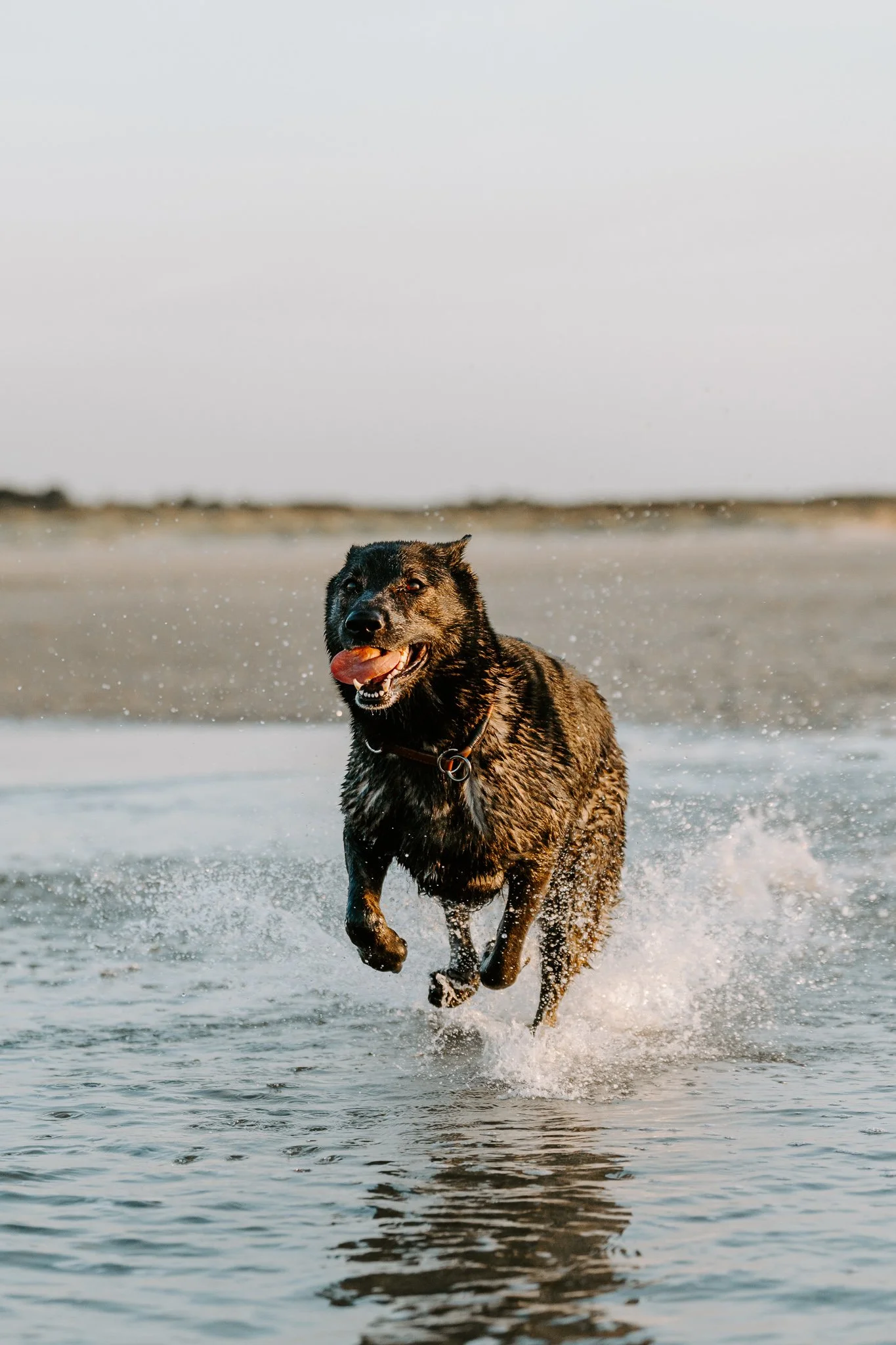 HUndefotografie Holland - Bohoandclassy Fotografie (73 von 94).jpg
