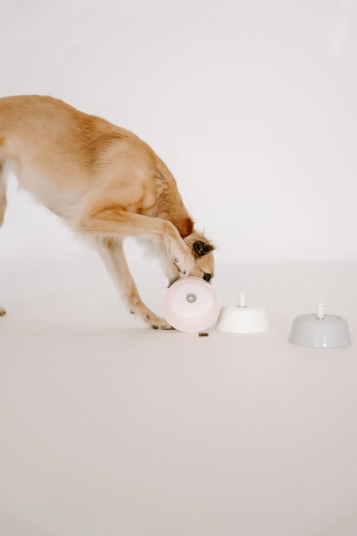 Businessshooting mit Hund in Köln (9 von 35).jpg