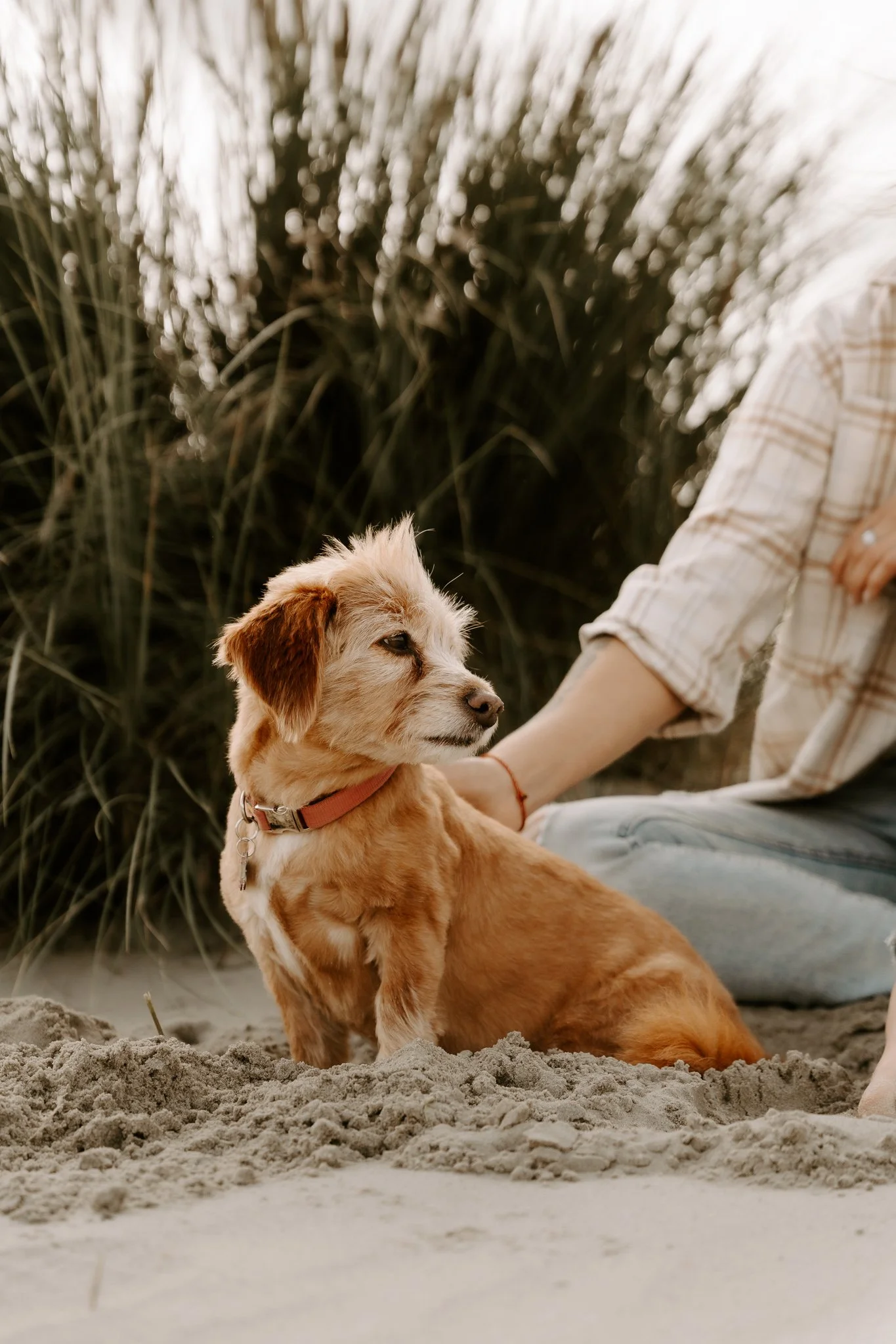 Hundefotos Holland (28 von 155).jpg
