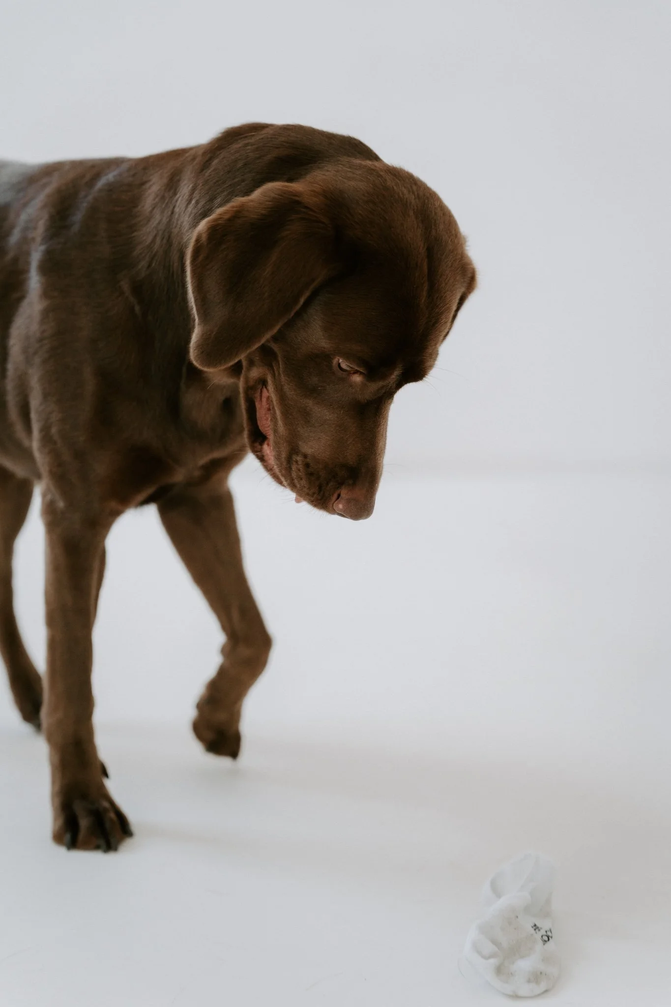 Familienshootoing mit Hund Köln - Bohoandclassy Fotografie(5 von 28).jpg