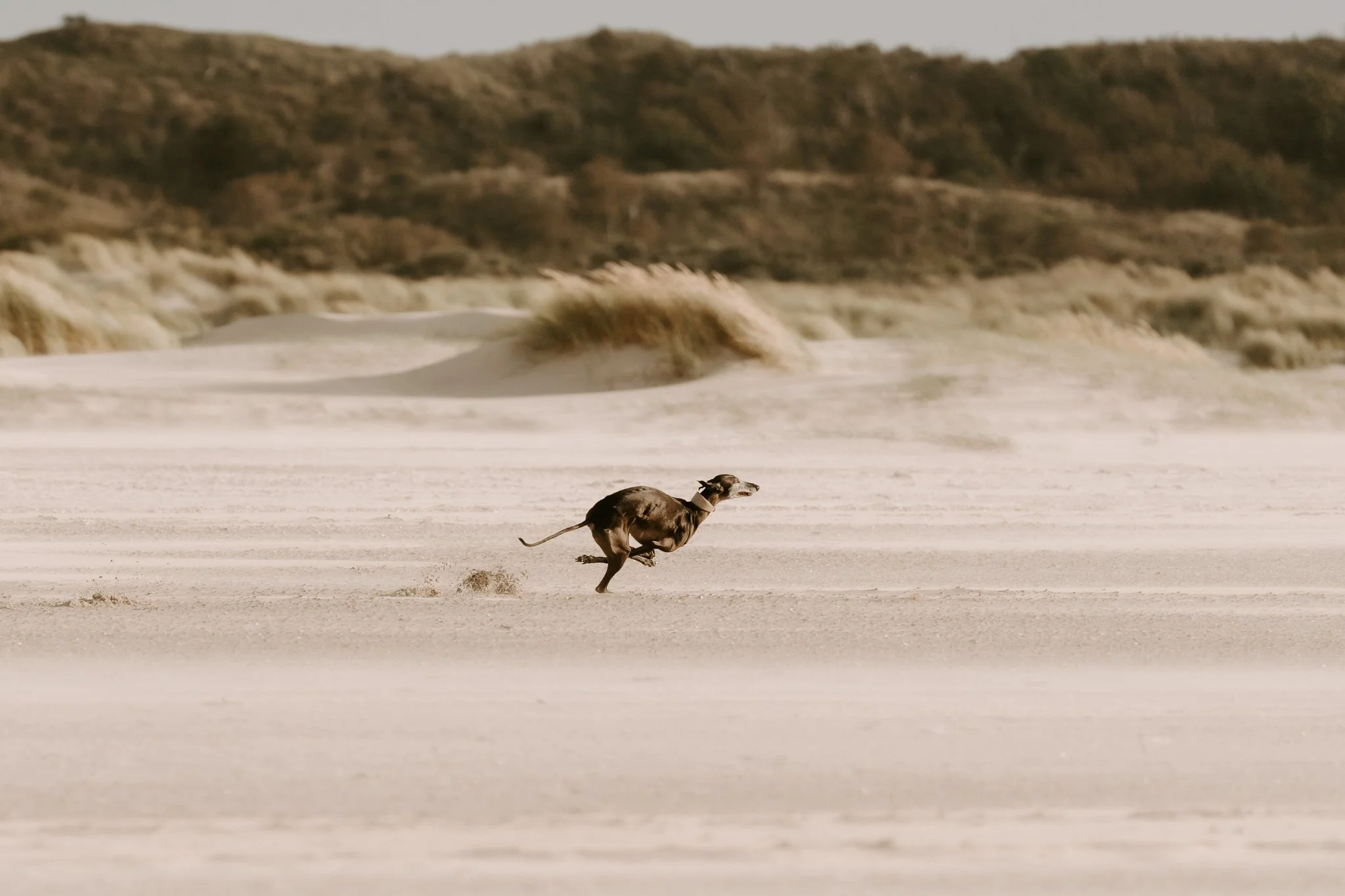 Hundefotografie Holland, Galgo, Windhund(4 von 35).jpg