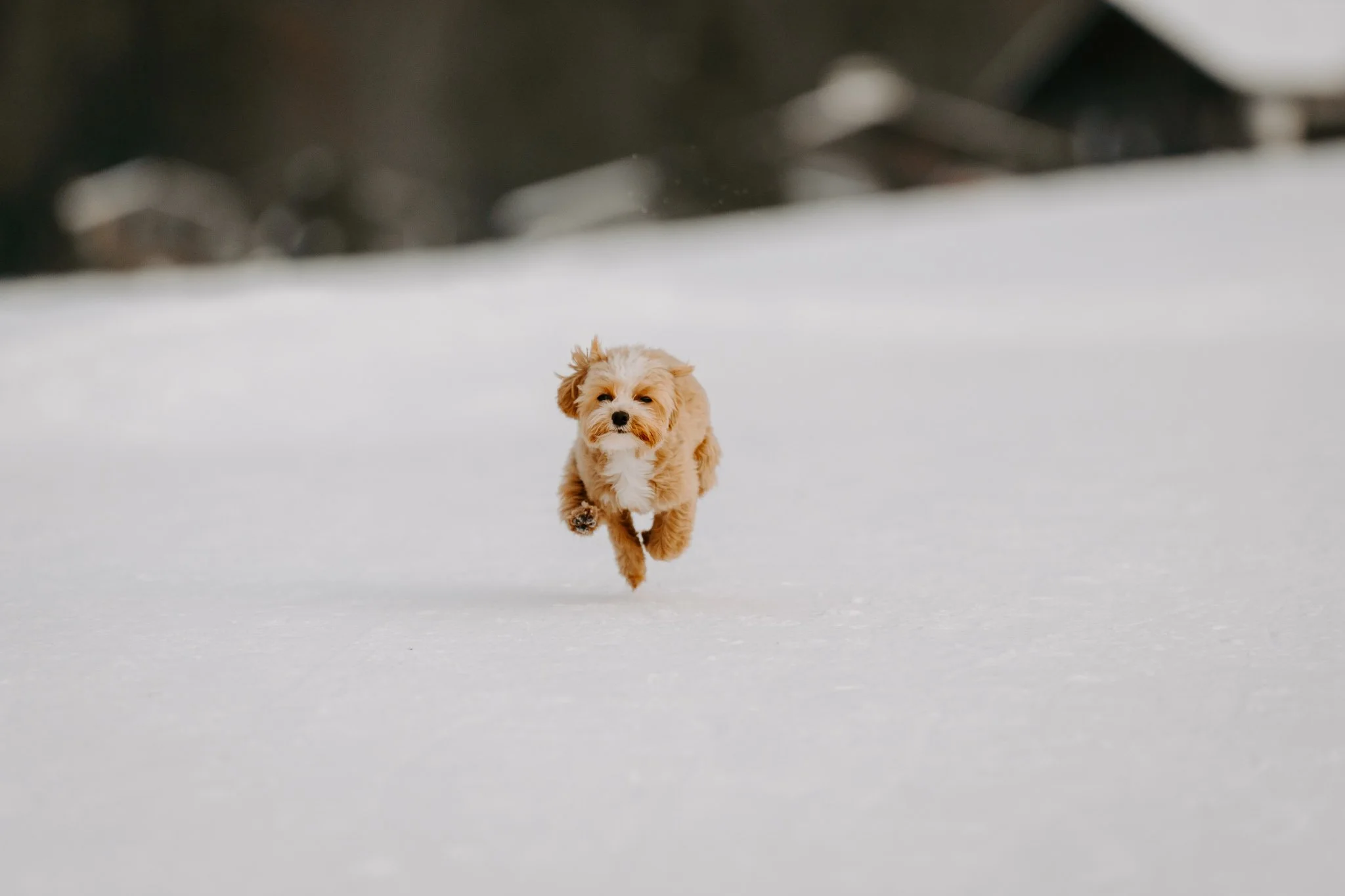 Hundefotografin NRW und deutschlandweit - Bohoandclassy Fotografie (3 von 16).jpg