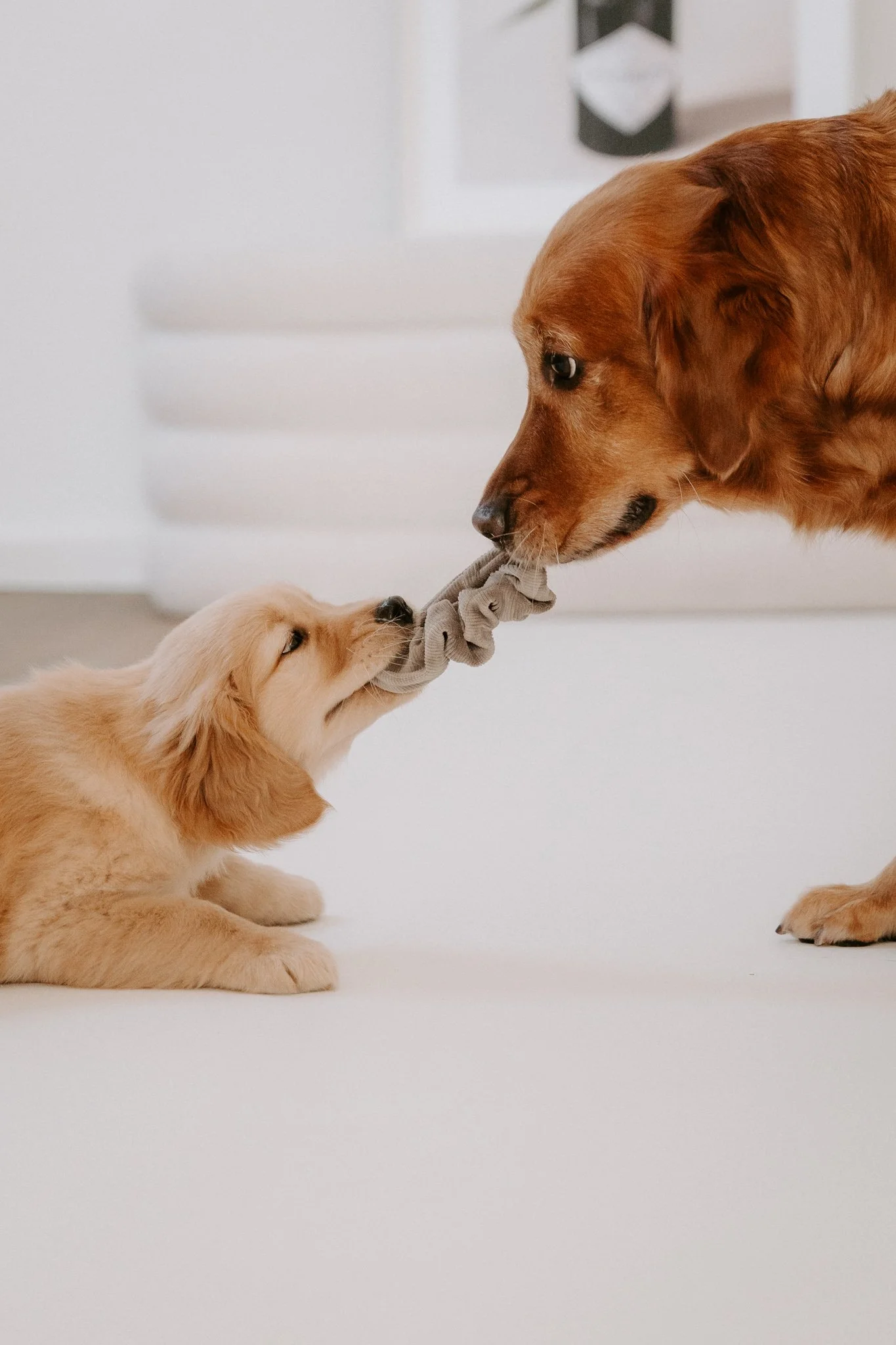 Welpenshooting Köln (16 von 40).jpg