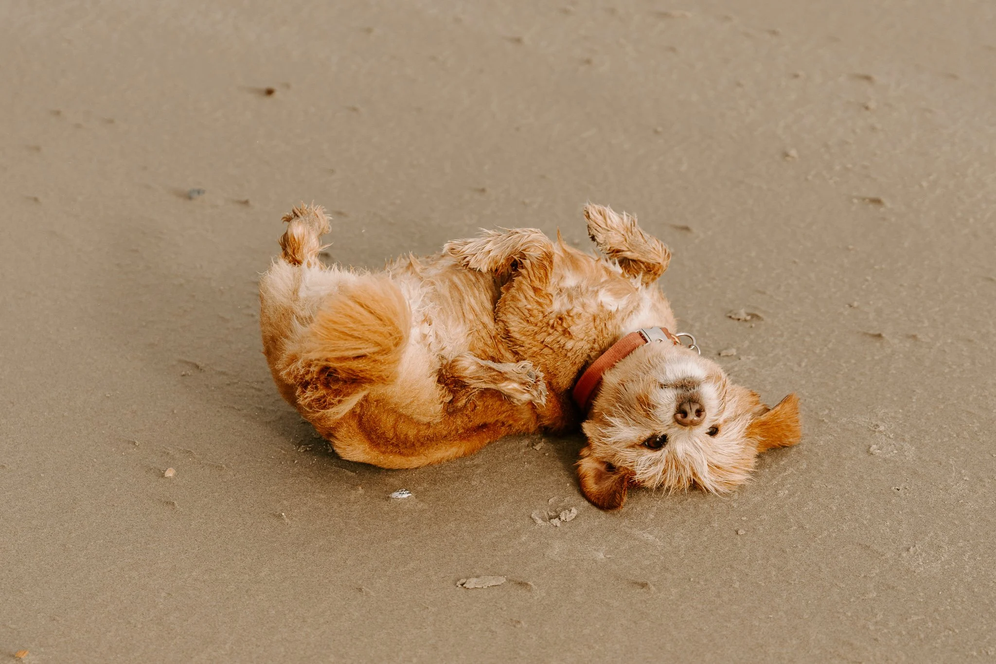 Ein kleiner, brauner Hund liegt auf dem Rücken im Sand, mit den Bauchraum nach oben. Der Hund hat seine Augen teilweise geschlossen und trägt ein Halsband. Die Umgebung ist sandig.