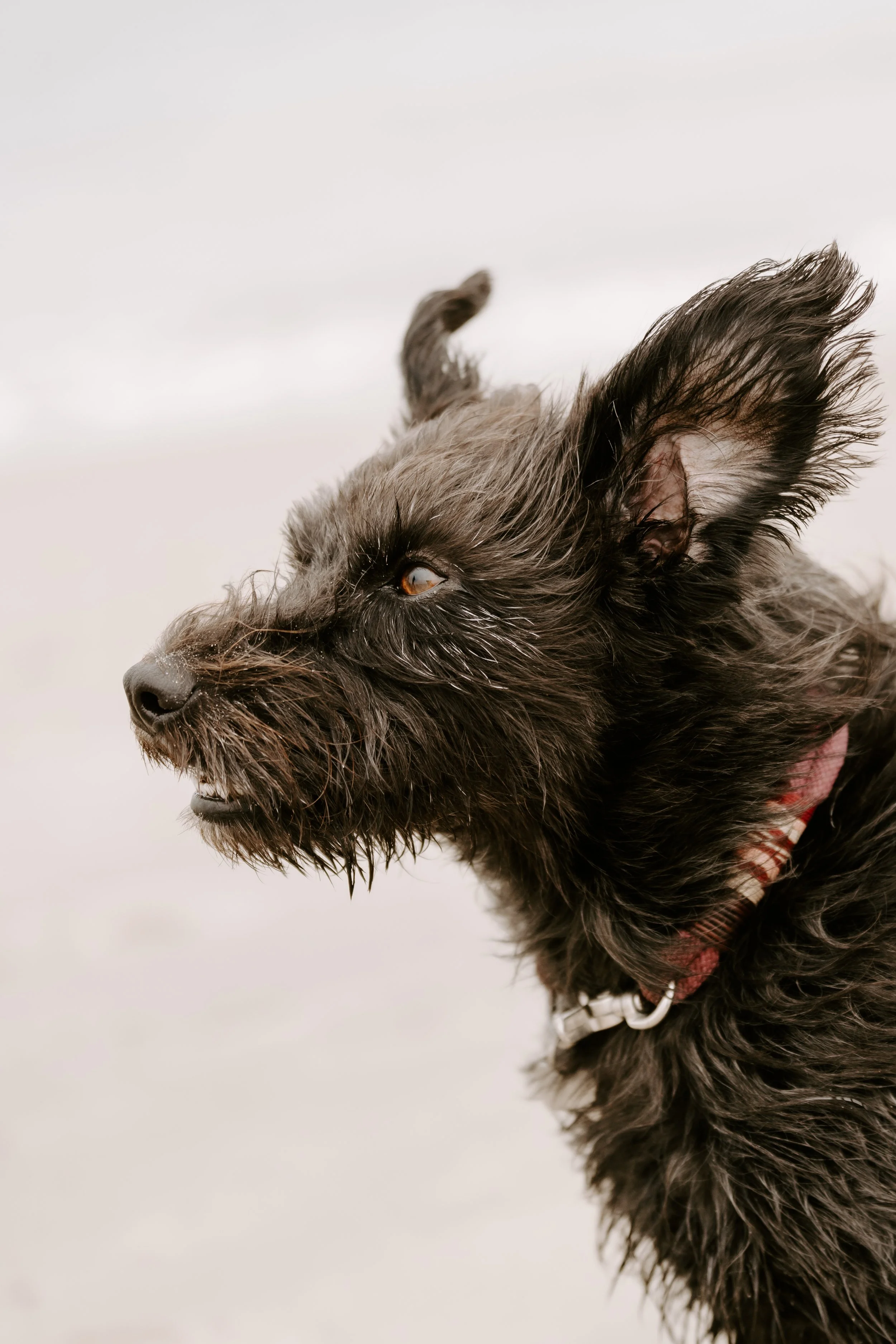 Ein schwarzer, haariger Hund mit spitzen Ohren schaut nach links, auf einem hellen Hintergrund.