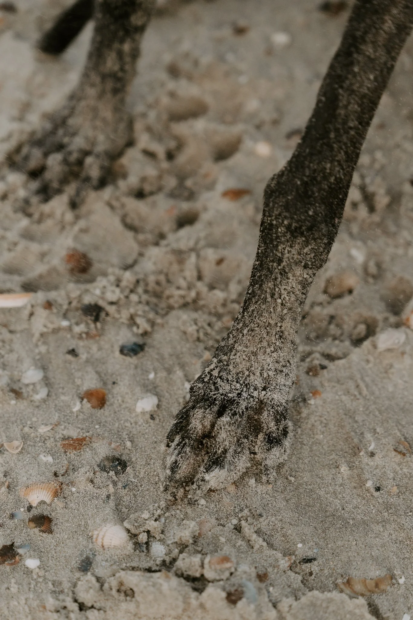 Hundefotografie Holland, Galgo, Windhund(34 von 35).jpg