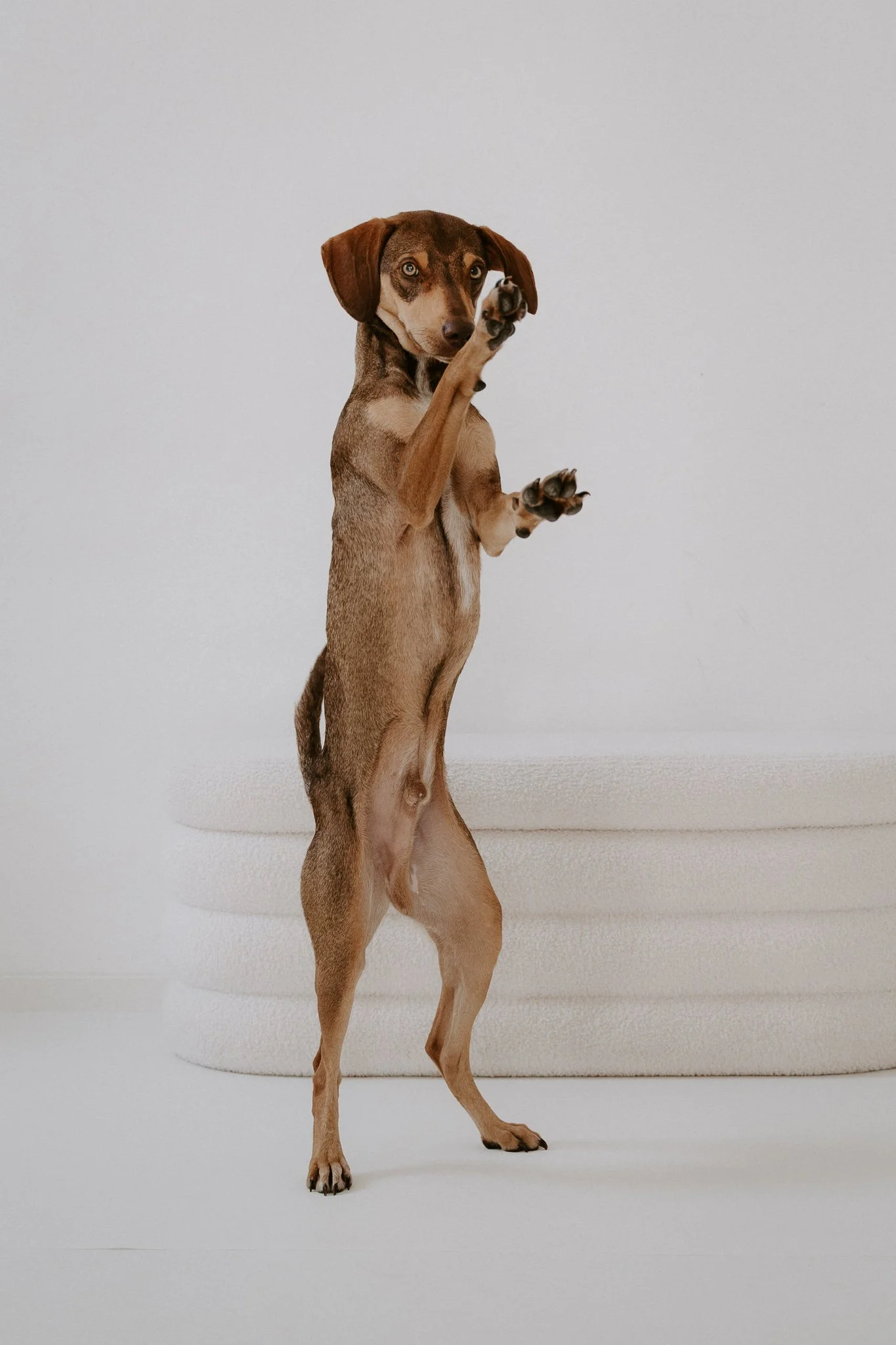 Hundefotografie indoor clean (2 von 23).jpg