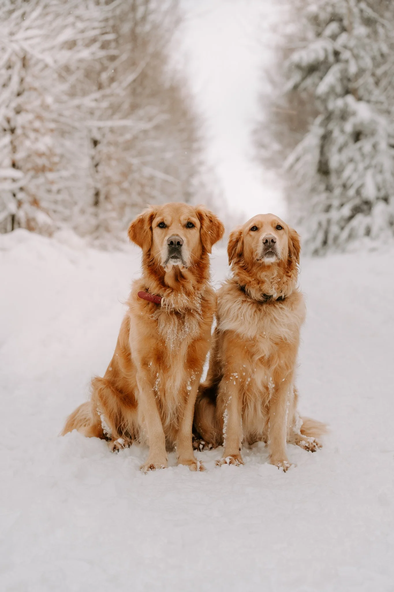 Hundefotografie Köln (35 von 77).jpg