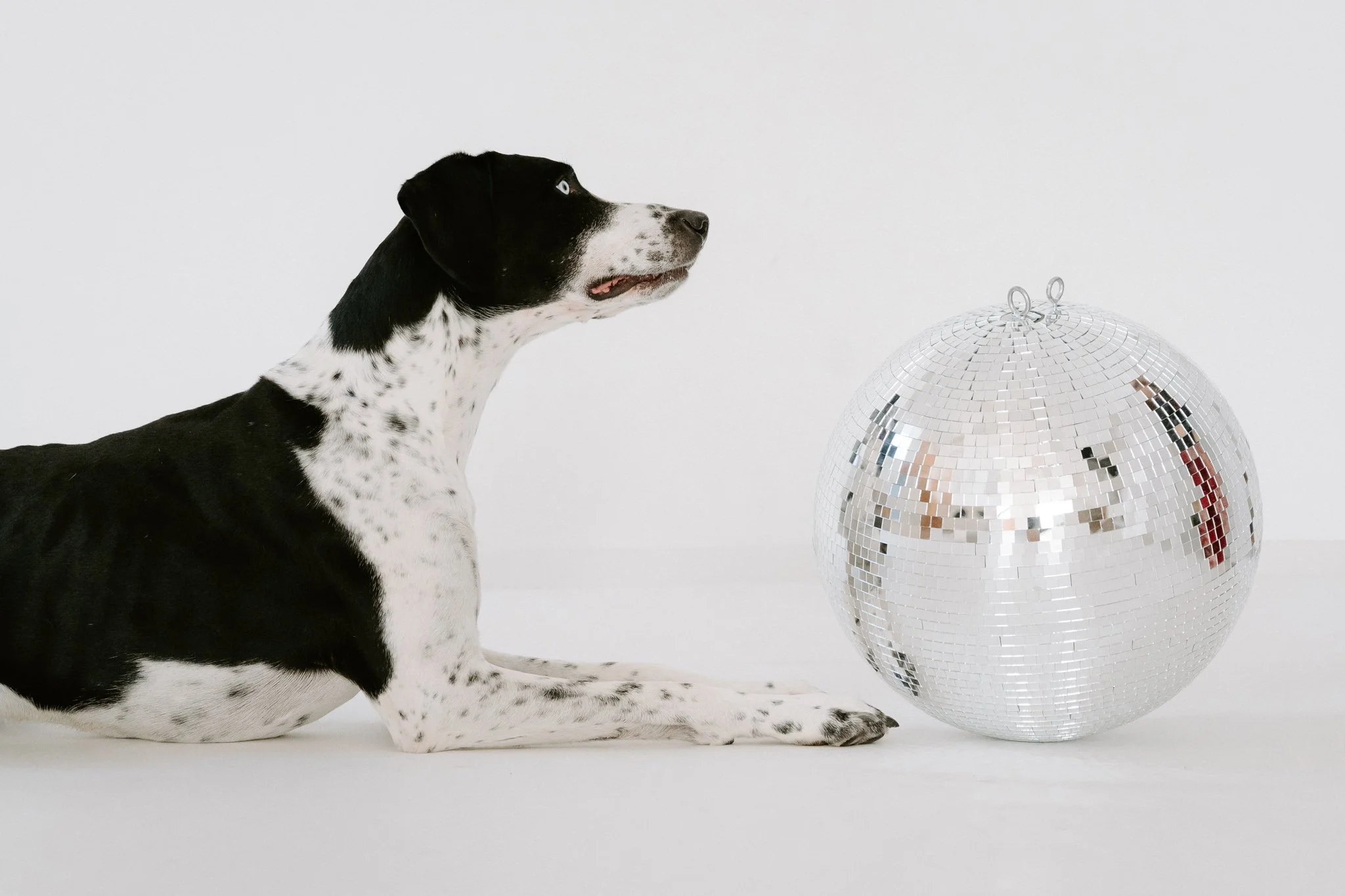 Ein Dalmatinerhund liegt auf dem Boden, blickt nach rechts und befindet sich neben einer silbernen Disco-Kugel.